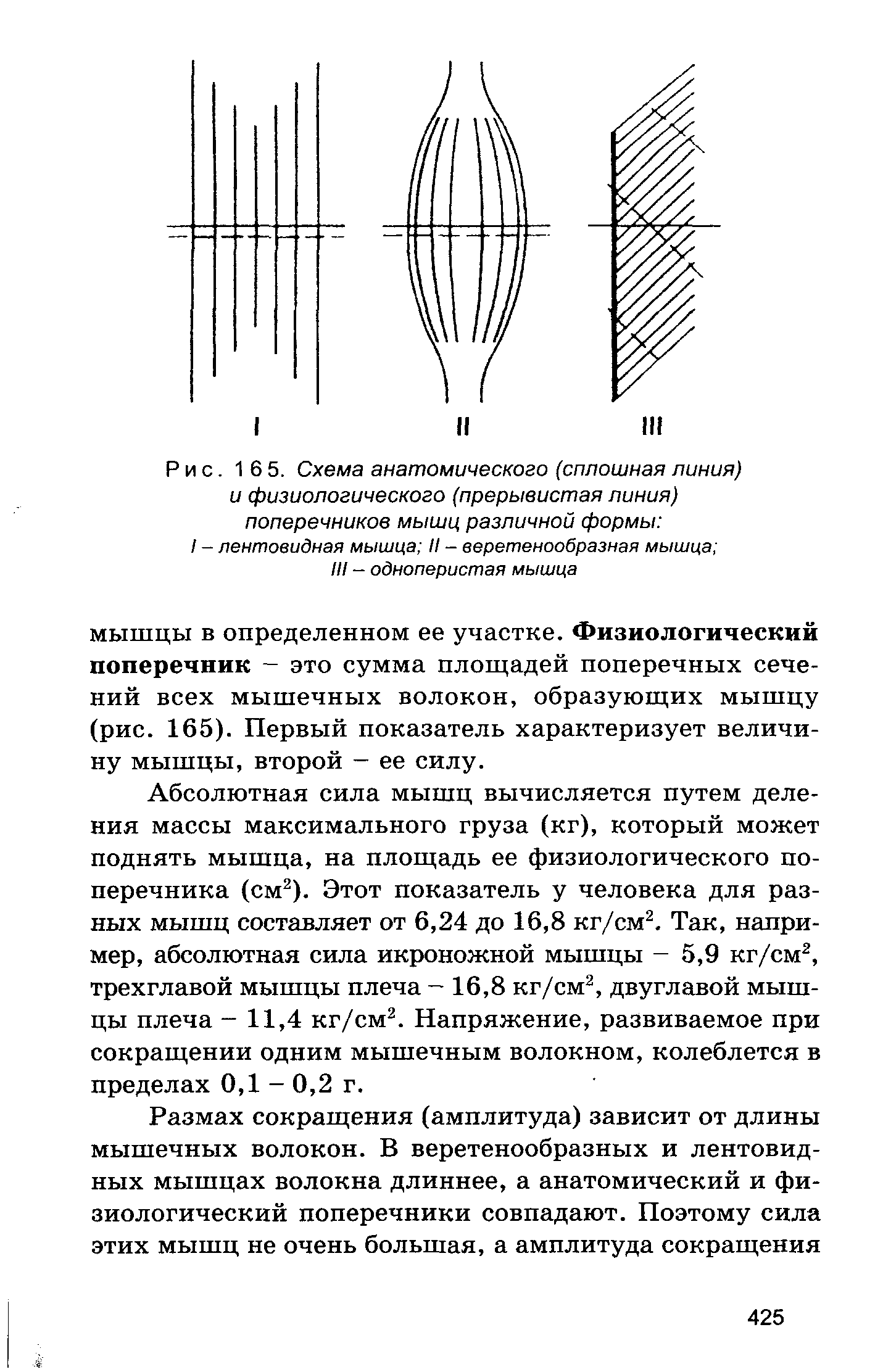 Рис. 165. Схема анатомического (сплошная линия) и физиологического (прерывистая линия) поперечников мышц различной формы I - лентовидная мышца II - веретенообразная мышца III - одноперистая мышца...