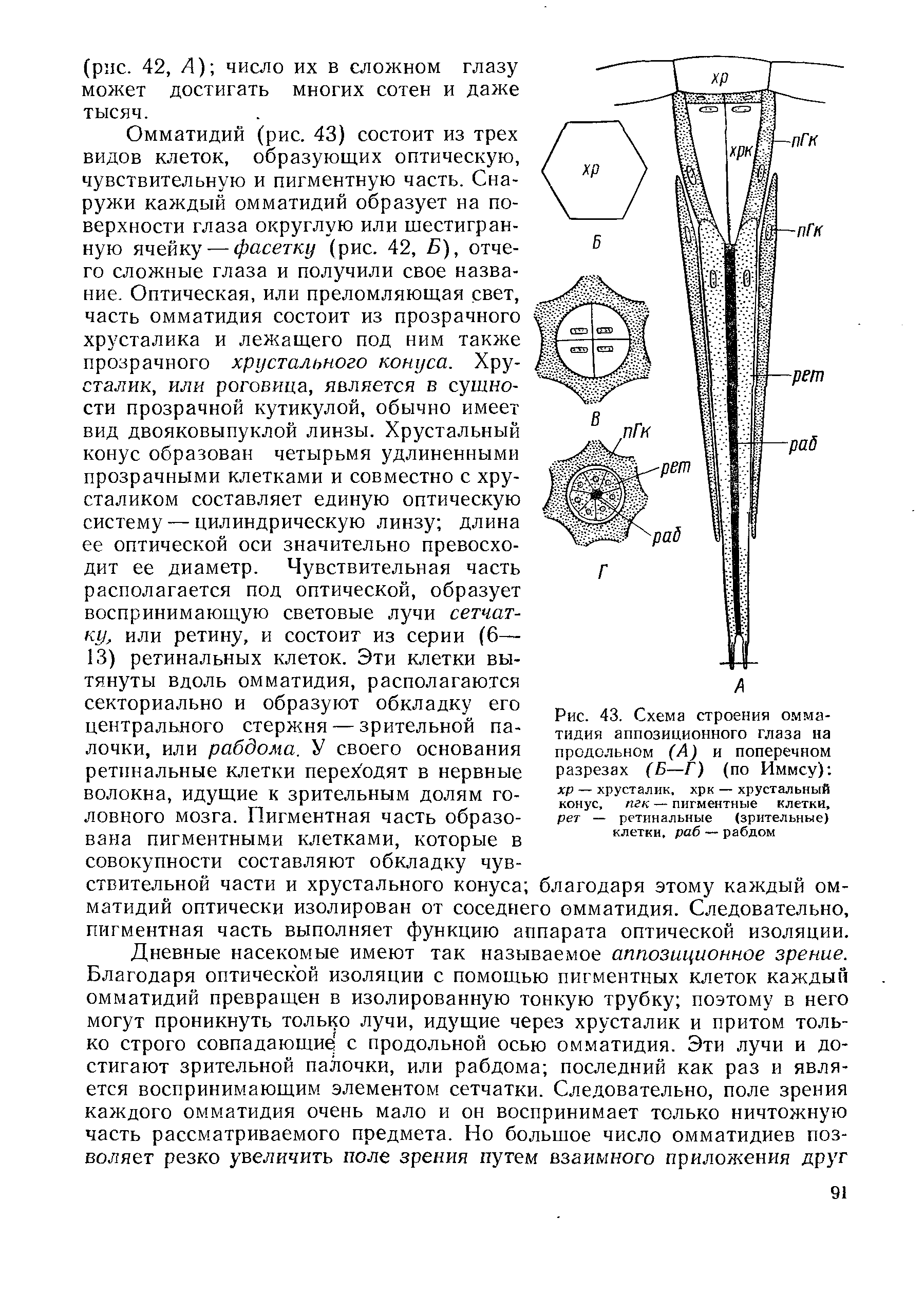 Рис. 43. Схема строения омматидия аппозиционного глаза на продольном (А) и поперечном разрезах (Б—Г) (по Иммсу) хр — хрусталик, хрк — хрустальный конус, пгк — пигментные клетки, рет — ретинальные (зрительные) клетки, раб — рабдом...