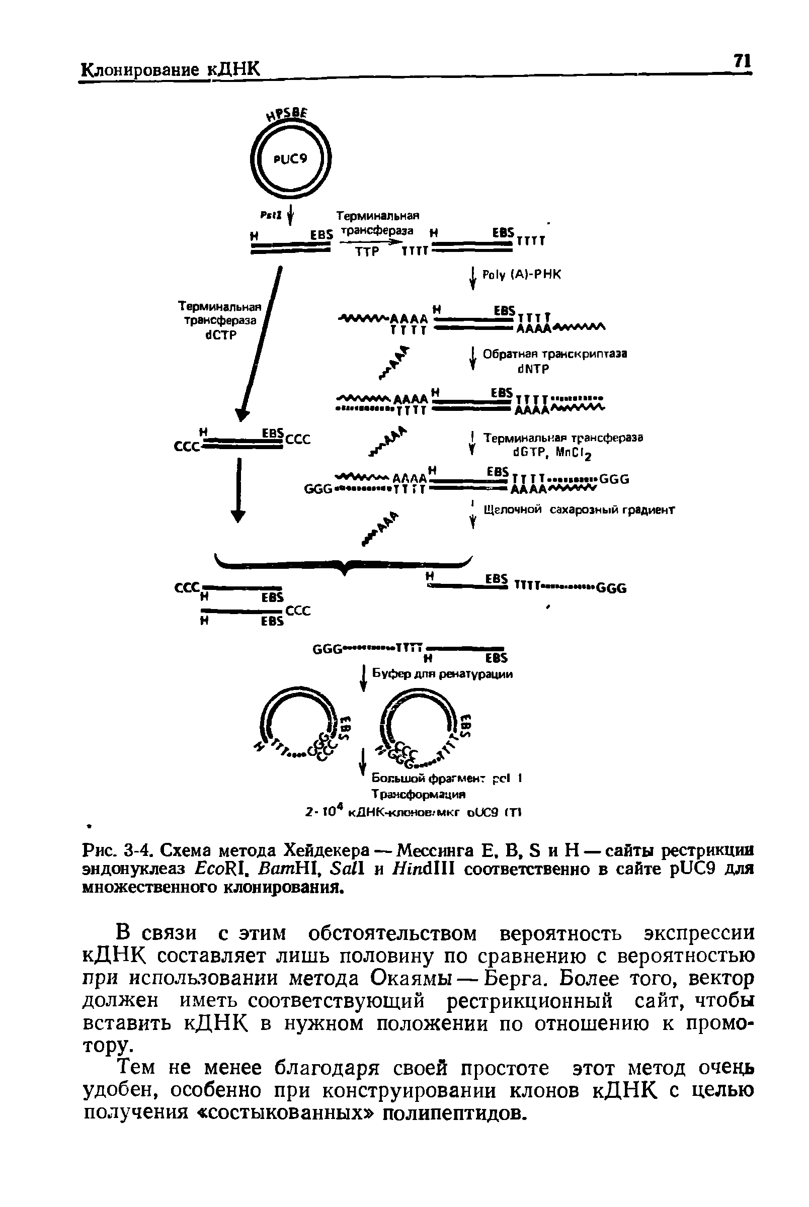 Рис. 3-4. Схема метода Хейдекера — Мессинга Е, В, S и Н — сайты рестрикции эндонуклеаз E RI. B H , S и / соответственно в сайте UC9 для множественного клонирования.