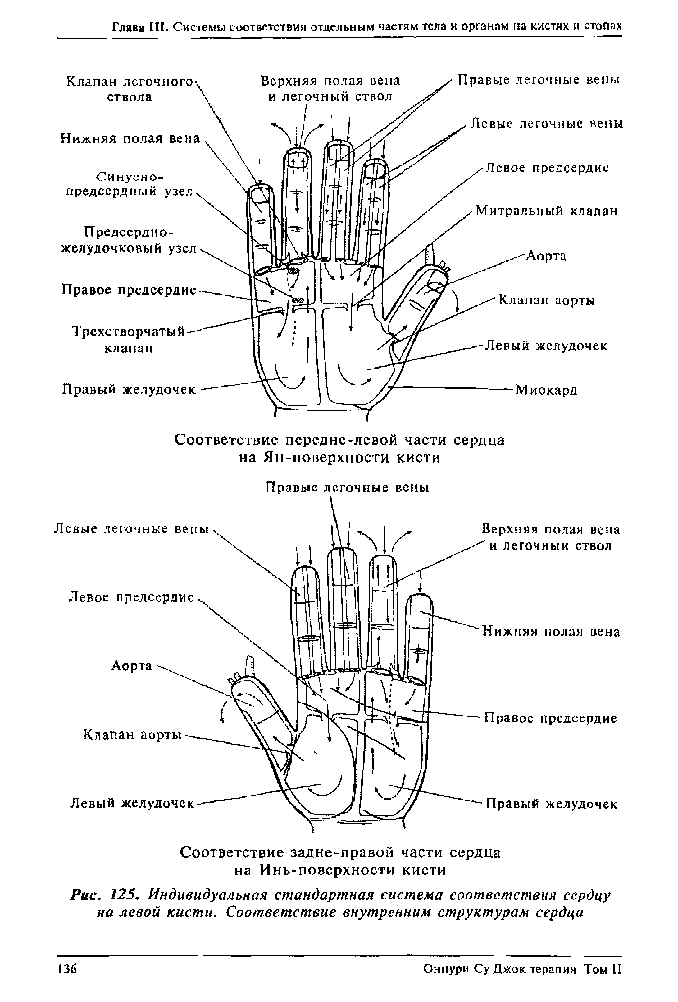 Рис. 125. Индивидуальная стандартная система соответствия сердцу на левой кисти. Соответствие внутренним структурам сердца...
