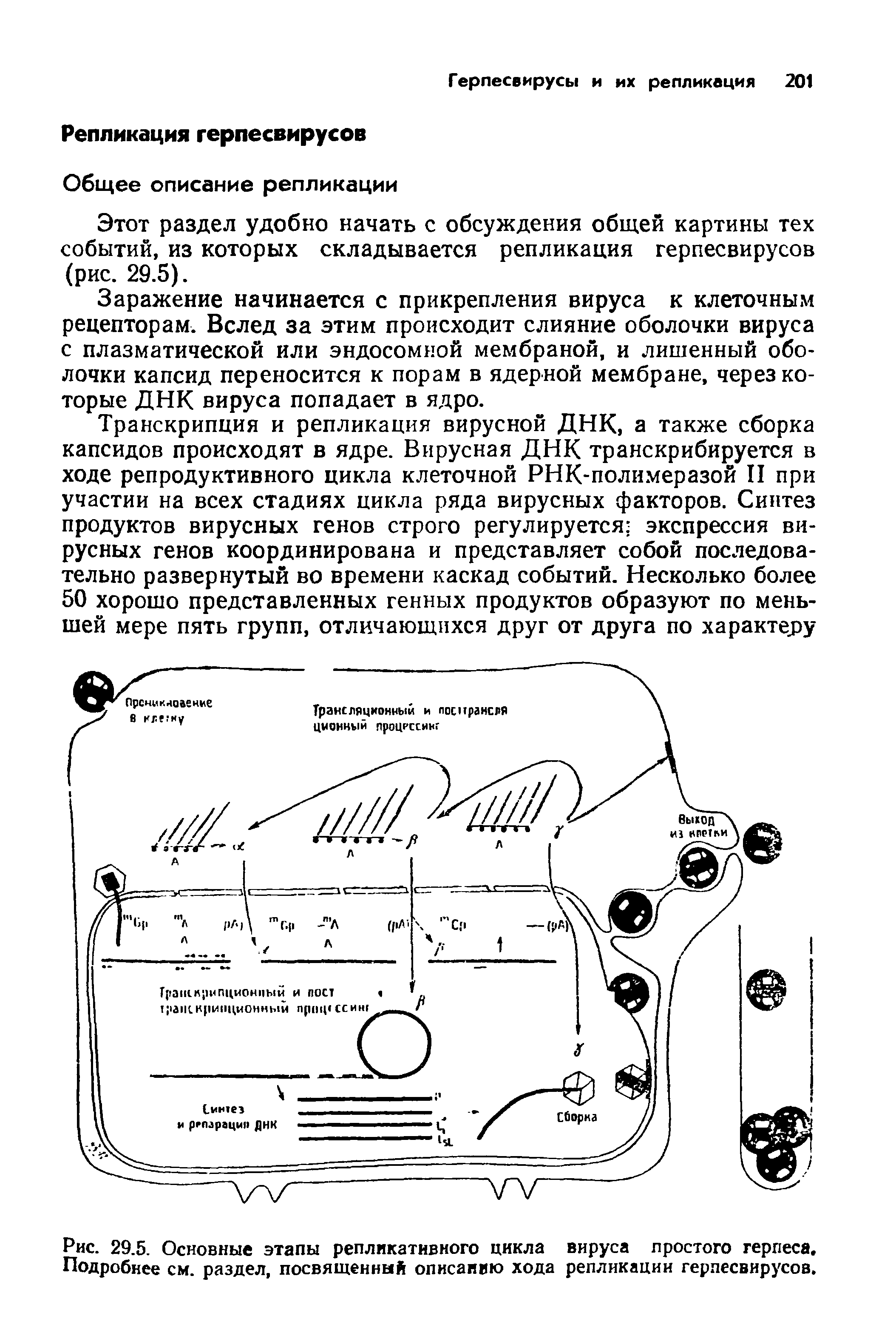 Рис. 29.5. Основные этапы репликативного цикла вируса простого герпеса. Подробнее см. раздел, посвященный описанию хода репликации герпесвирусов.