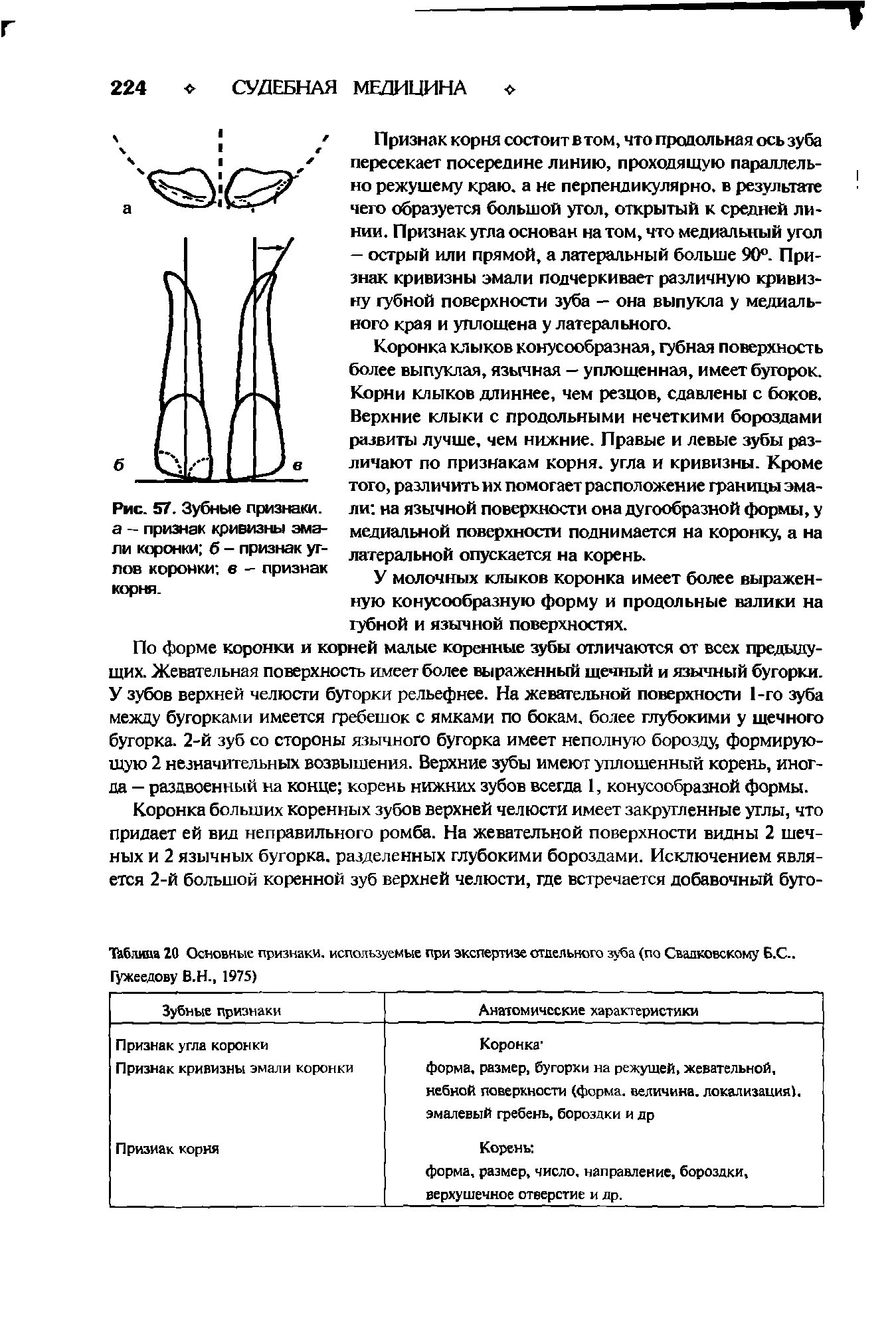 Рис. 57. Зубные признаки, а - признак кривизны эмали коронки б - признак углов коронки в - признак корня.