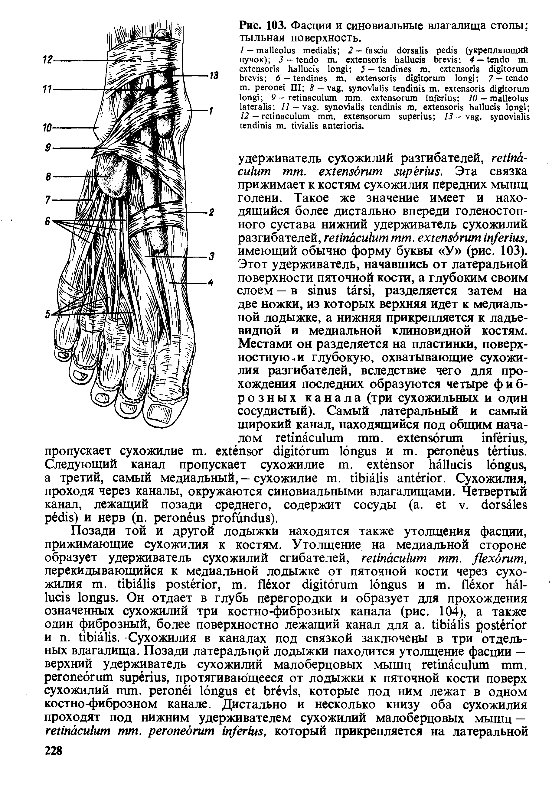 Рис. 103. Фасции и синовиальные влагалища стопы тыльная поверхность.