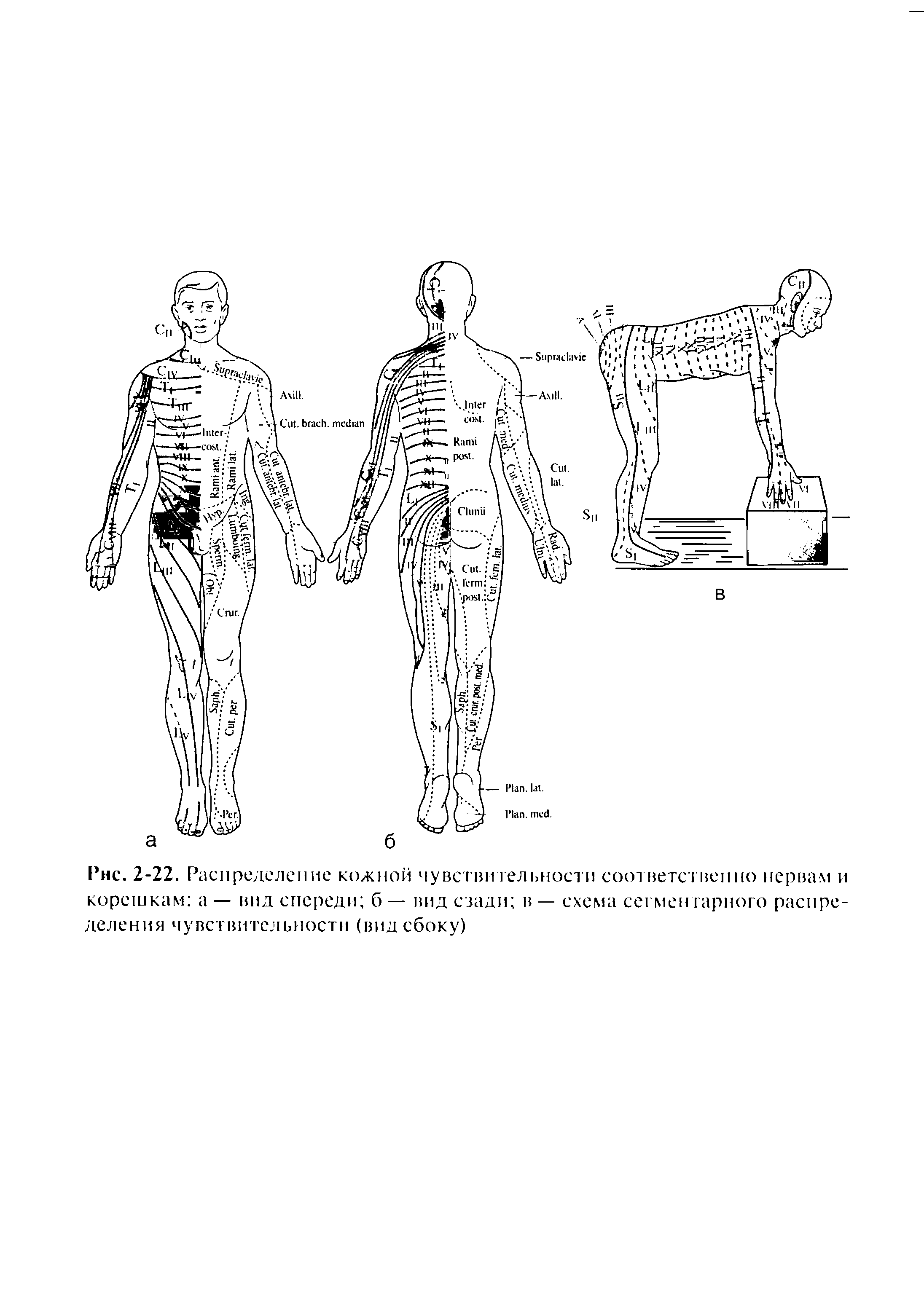 Рис. 2-22. Распределение кожной чувствительности соответственно нервам и корешкам а — вид спереди б — вид сзади в — схема сегментарного распределения чувствительности (вид сбоку)...