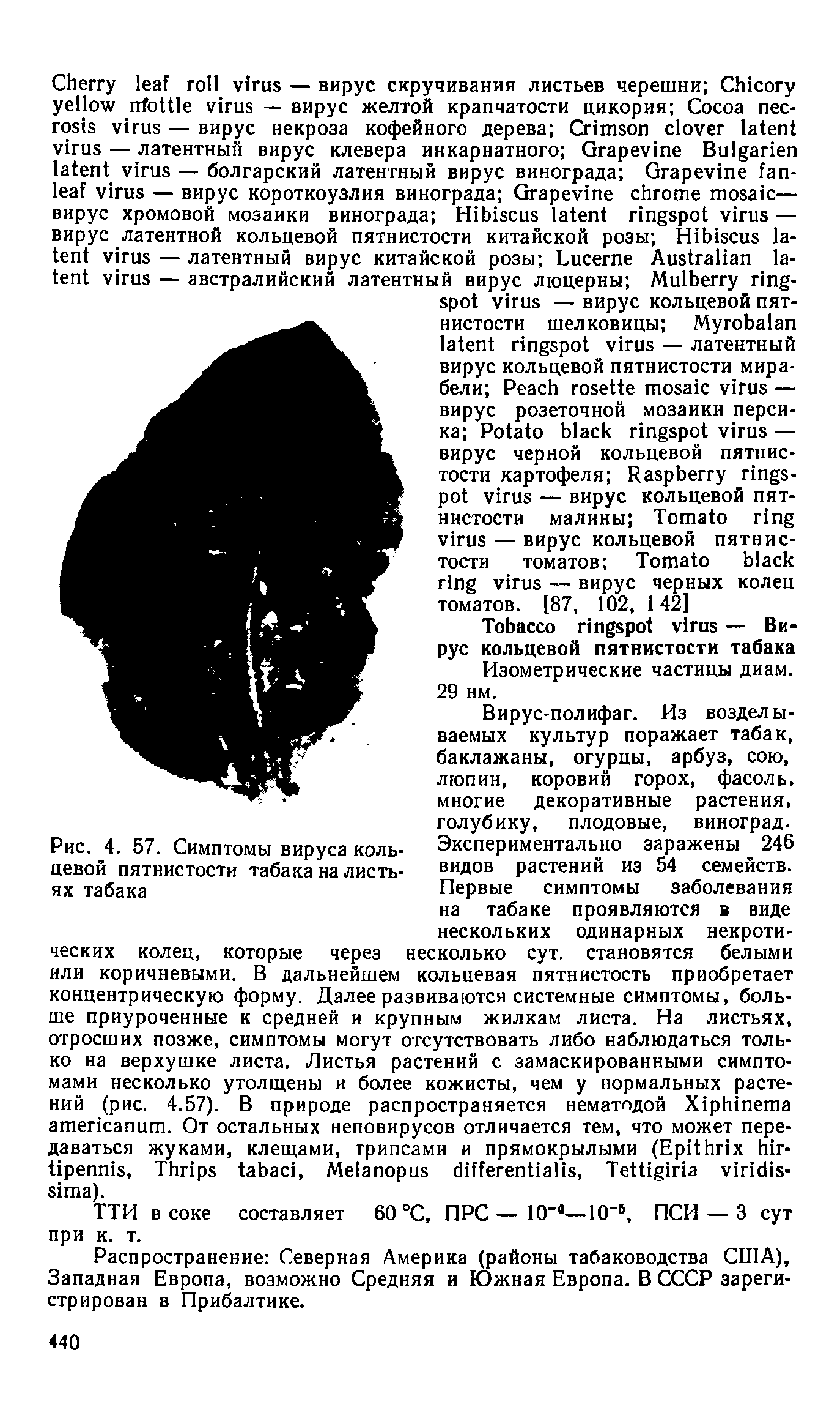 Рис. 4. 57. Симптомы вируса кольцевой пятнистости табака на листьях табака...