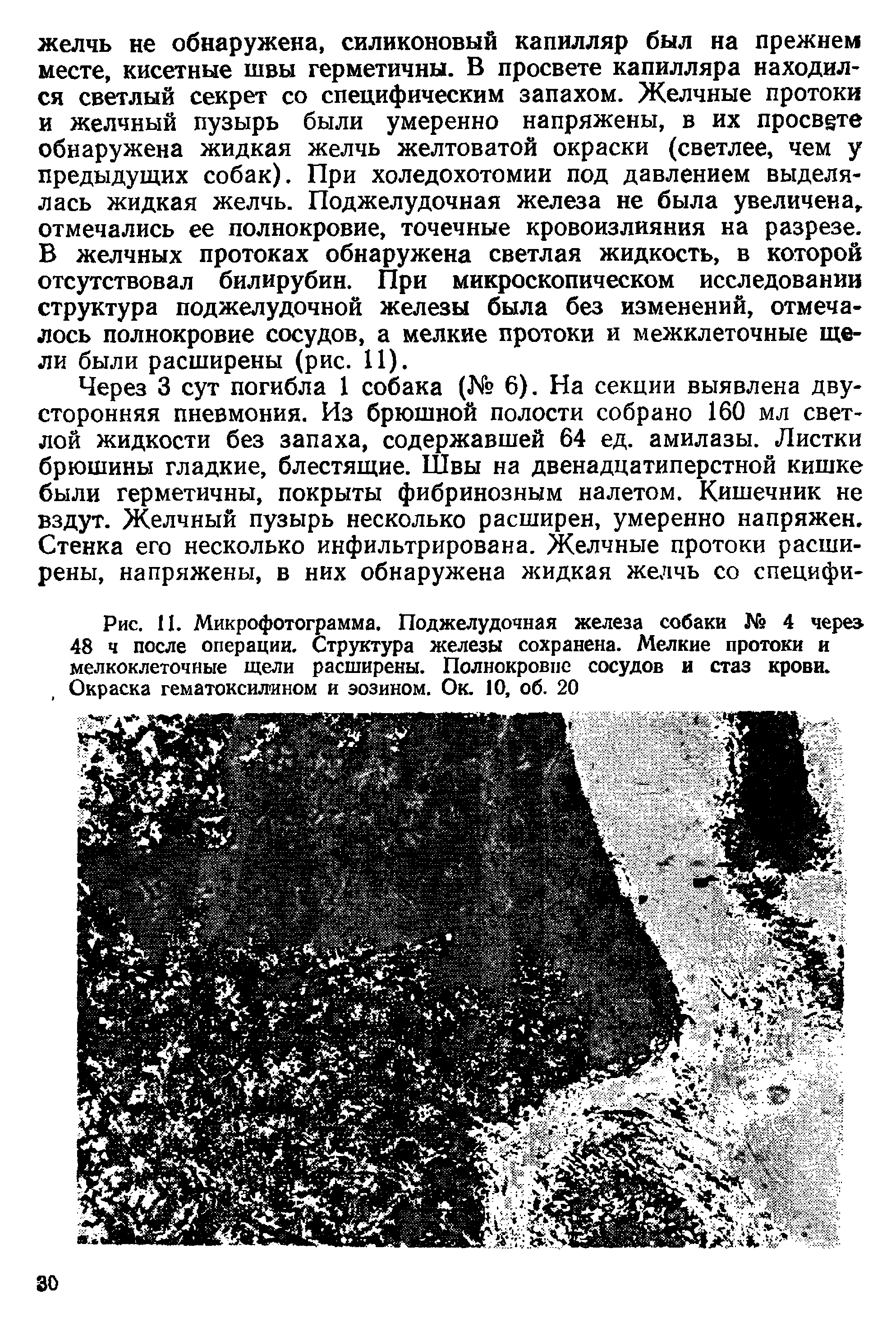 Рис. 11. Микрофотограмма. Поджелудочная железа собаки № 4 через 48 ч после операции. Структура железы сохранена. Мелкие протоки и мелкоклеточные щели расширены. Полнокровие сосудов и стаз крови. Окраска гематоксилином и эозином. Ок. 10, об. 20...