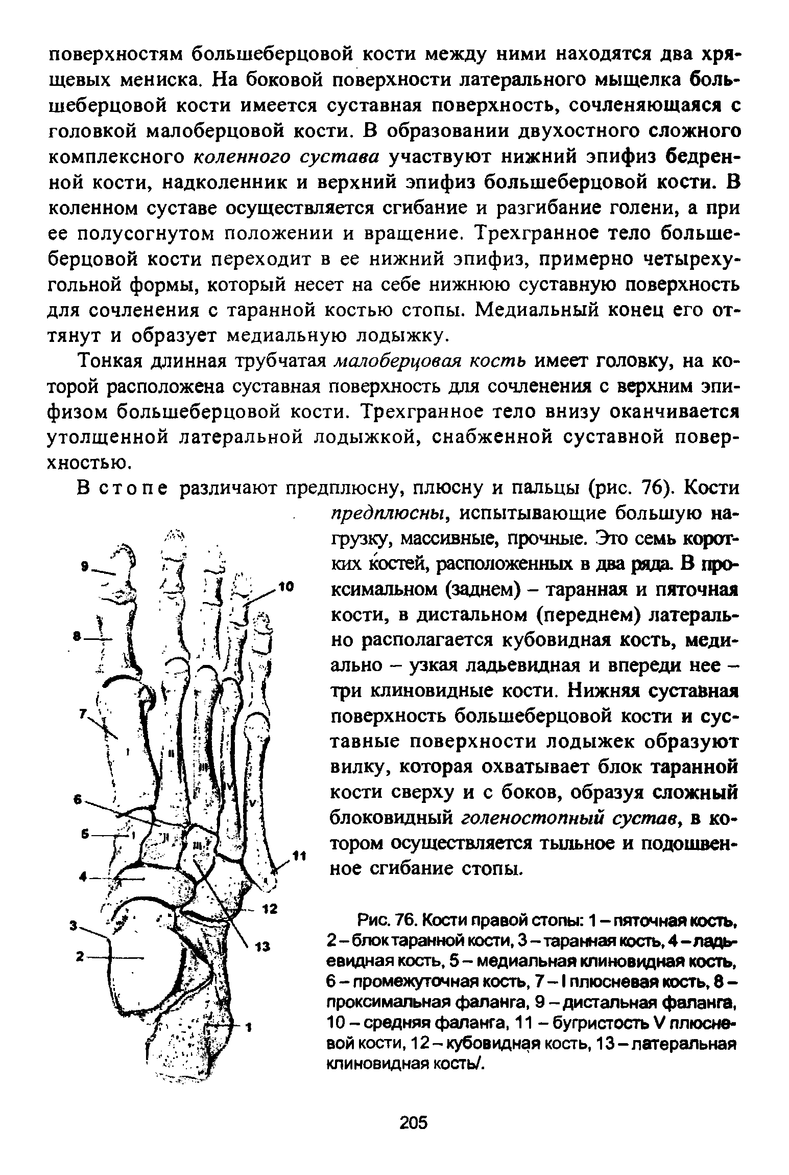 Рис. 76. Кости правой стопы 1 - пяточная кость, 2 - блок таранной кости, 3 - таранная кость, 4 - ладьевидная кость, 5- медиальная клиновидная кость, 6 - промежуточная кость, 7 -1 плюсневая кость, 8 -проксимальная фаланга, 9 - дистальная фаланга, 10 - средняя фаланга, 11 - бугристость V плюсневой кости, 12 - кубовидная кость, 13 - латеральная клиновидная кость/.