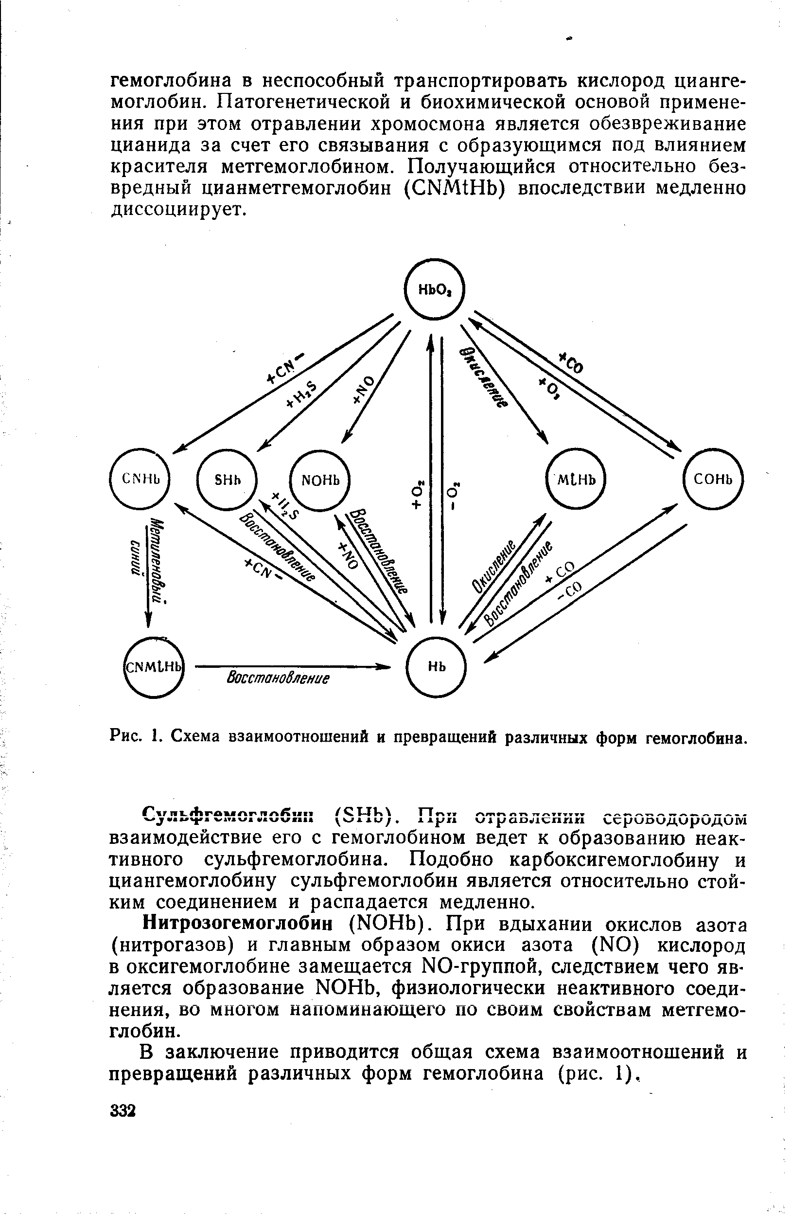 Рис. 1. Схема взаимоотношений и превращений различных форм гемоглобина.