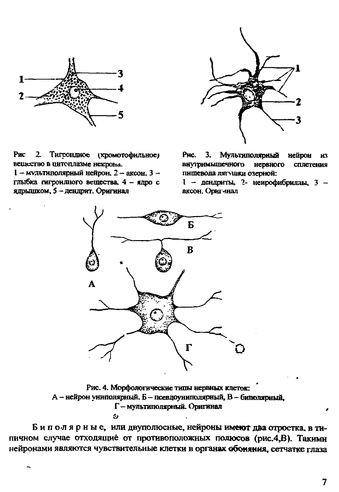 Рис. 4. Морфологические типы нервных клеток А - нейрон униполярный. Б - псевдоуниполярный, В - биполярный, Г—мультиполярный. Оригинал, ...