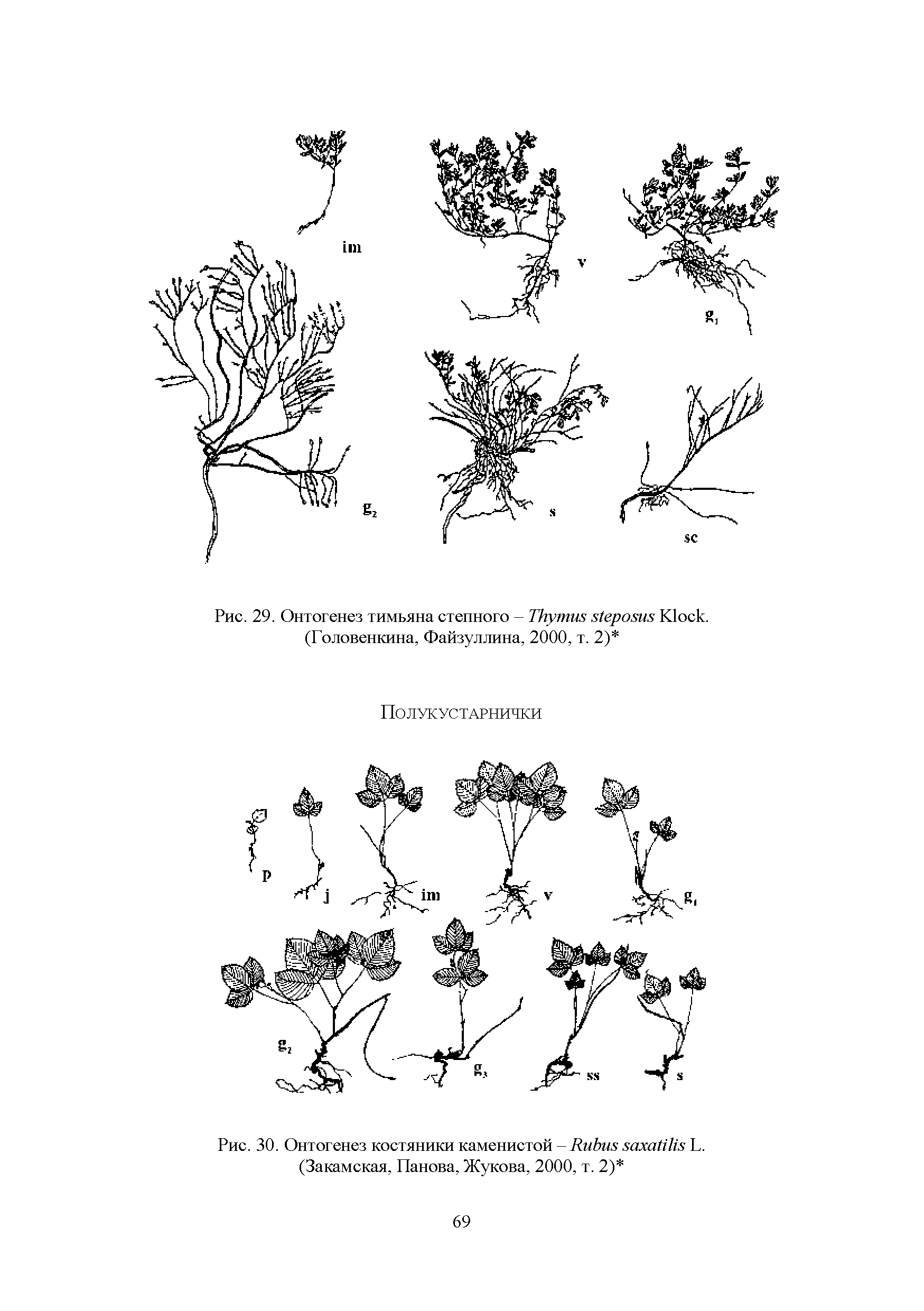 Рис. 30. Онтогенез костяники каменистой - R L. (Закамская, Панова, Жукова, 2000, т. 2) ...