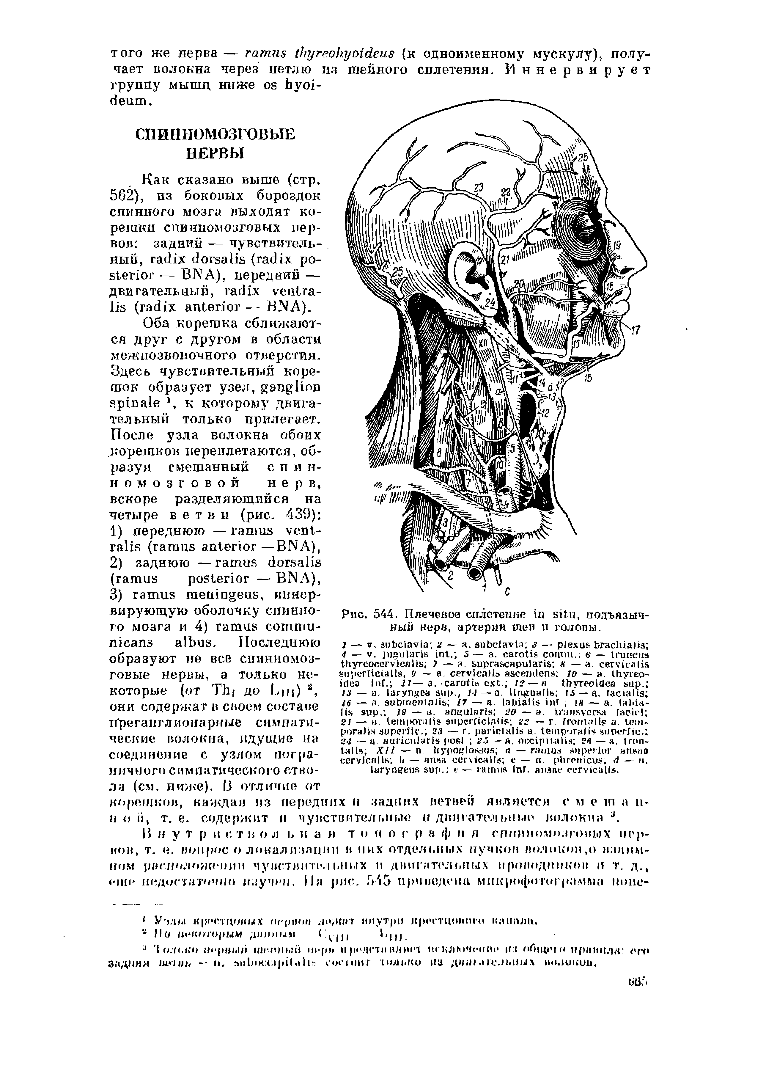 Рис. 544. Плечевое сплетение , подъязычный нерв, артерии шеи и головы.