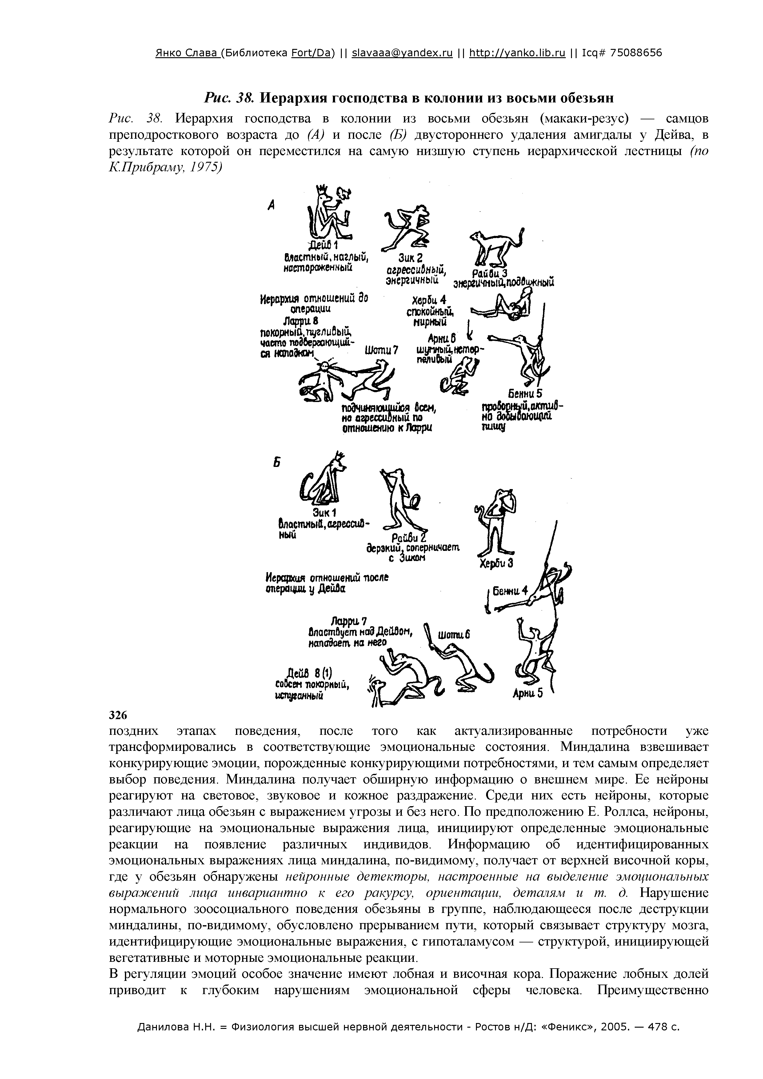 Рис. 38. Иерархия господства в колонии из восьми обезьян (макаки-резус) — самцов преподросткового возраста до (А) и после (Б) двустороннего удаления амигдалы у Дейва, в результате которой он переместился на самую низшую ступень иерархической лестницы (по К.Прибраму, 1975)...