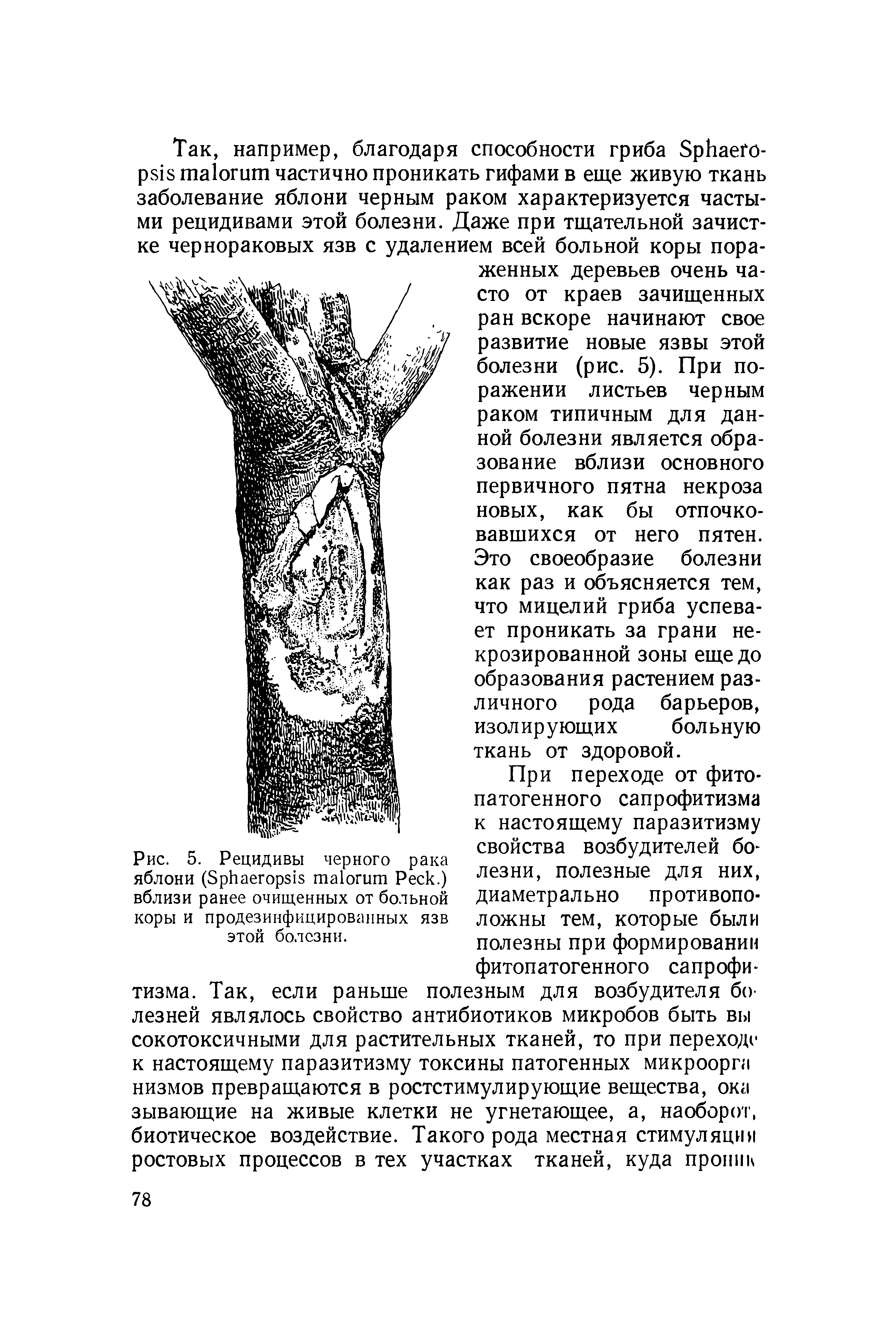 Рис. 5. Рецидивы черного рака яблони (S P .) вблизи ранее очищенных от больной коры и продезинфицированных язв этой болезни.