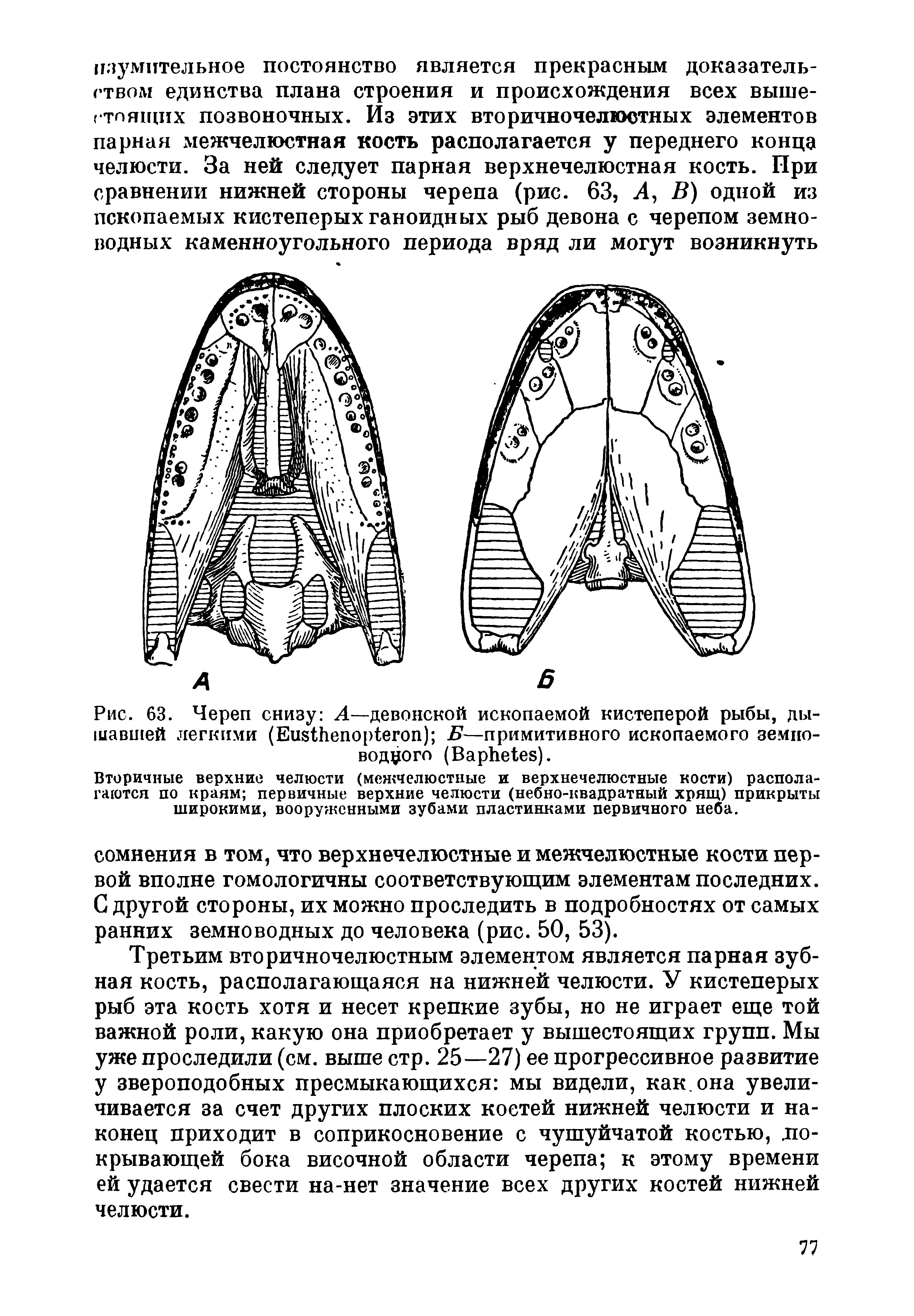 Рис. 63. Череп снизу Л—девонской ископаемой кистеперой рыбы, дышавшей легкими (ЕийМепор егоп) Б—примитивного ископаемого земноводного (Варйе1е8).