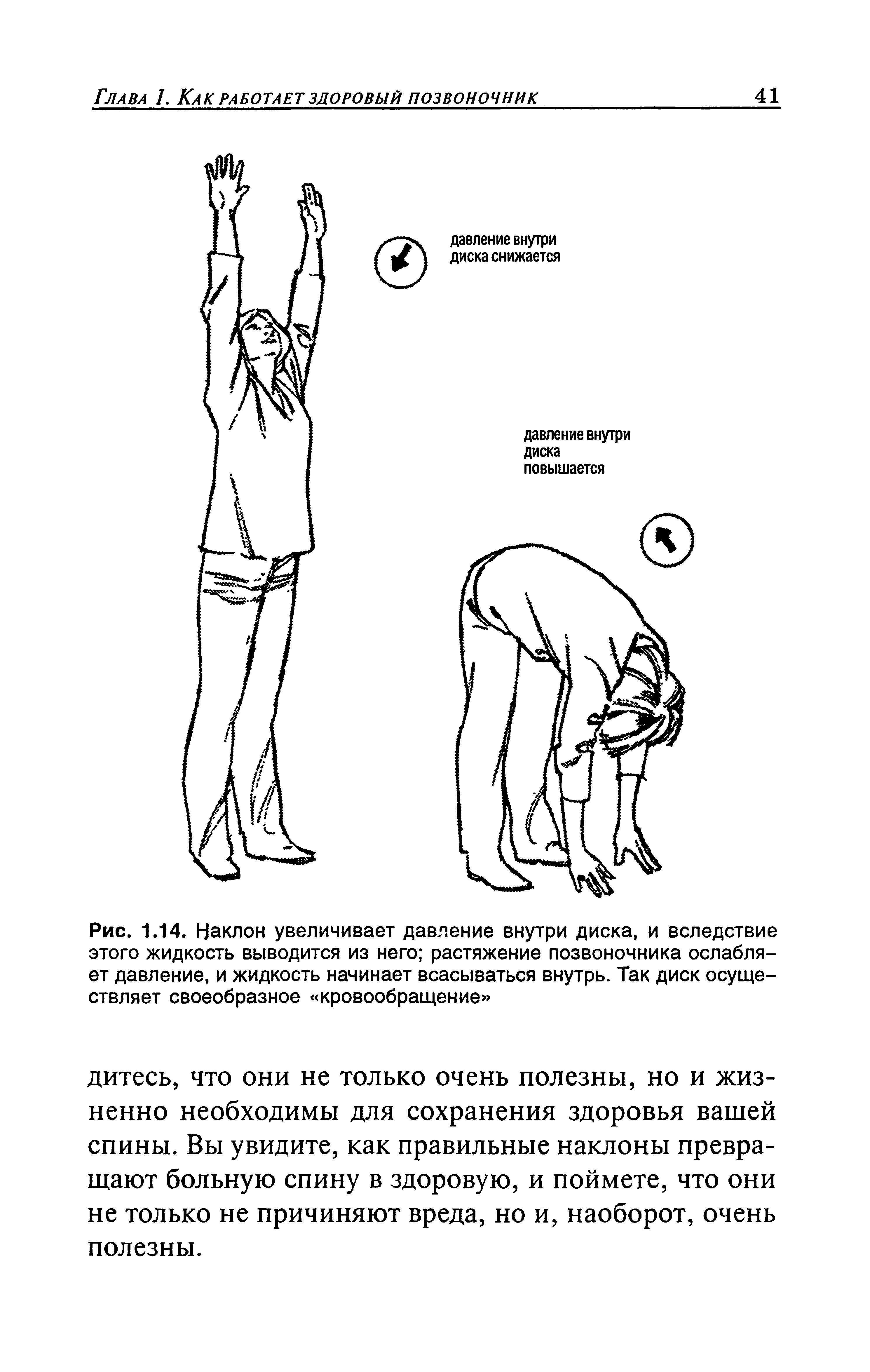 Рис. 1.14. Наклон увеличивает давление внутри диска, и вследствие этого жидкость выводится из него растяжение позвоночника ослабляет давление, и жидкость начинает всасываться внутрь. Так диск осуществляет своеобразное кровообращение ...