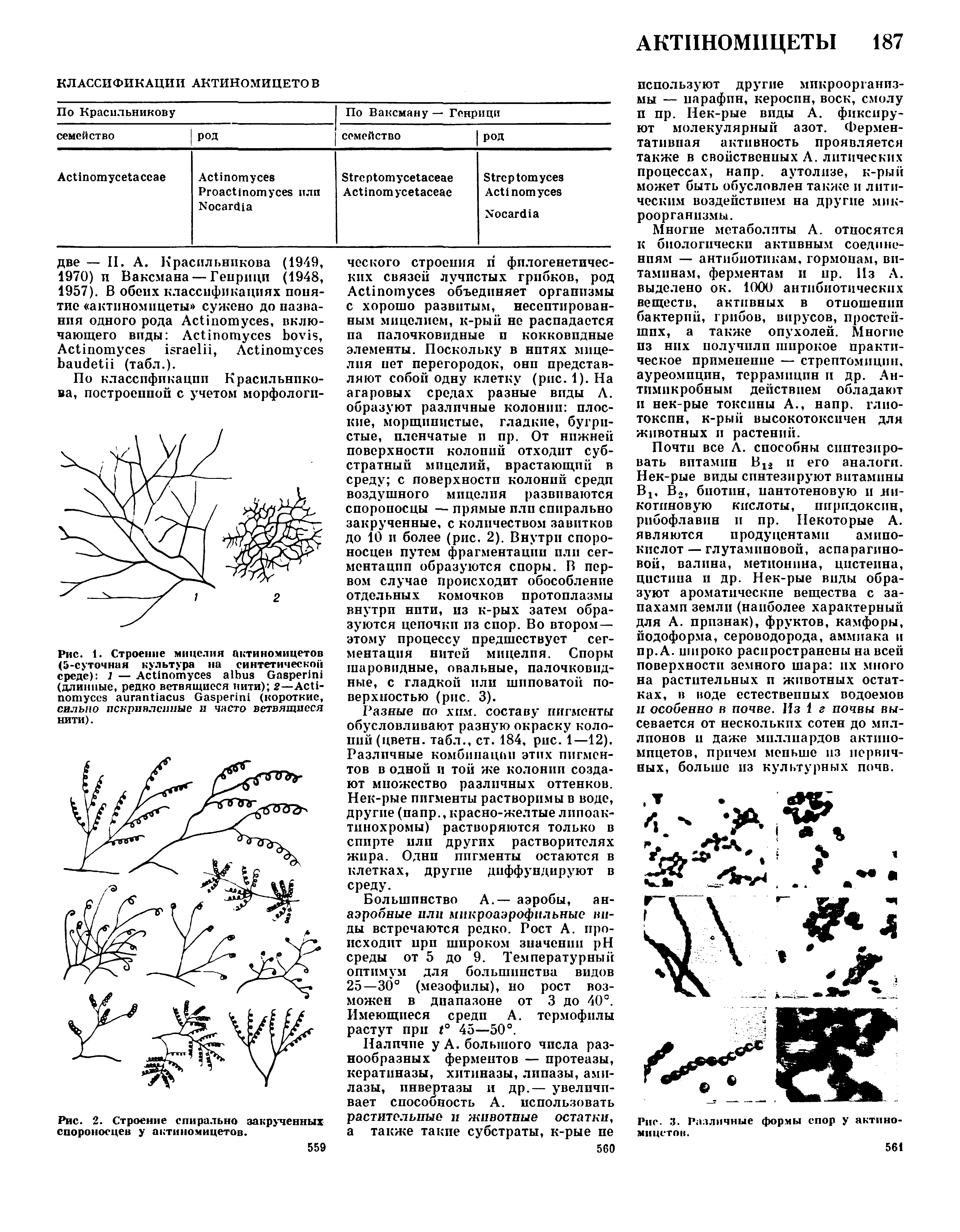 Рис. 1. Строение мицелия актиномицетов (5-суточная культура на синтетической среде) 1 — A G (длинные, редко ветвящиеся нити) 2—A G (короткие, сильно искривленные и часто ветвящиеся нити).