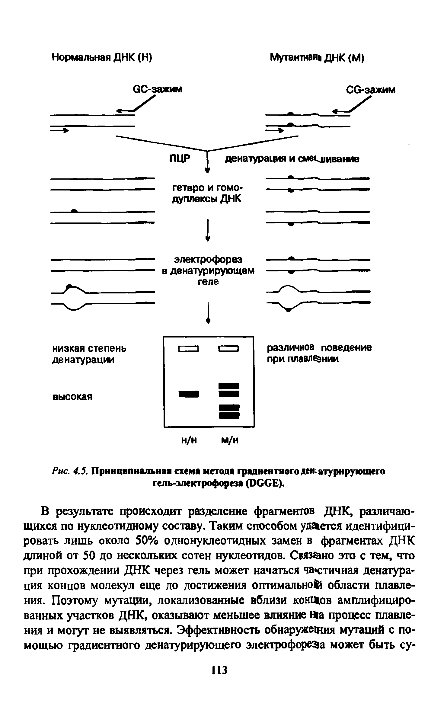 Рис. 4.5. Принципиальная схема метода градиентного денатурирующего гель-электрофореза (ОССЕ).