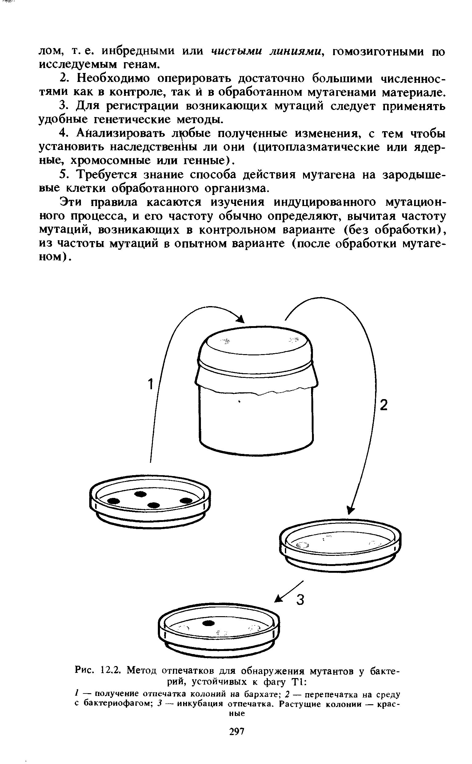 Рис. 12.2. Метод отпечатков для обнаружения мутантов у бактерий, устойчивых к фагу Т1 ...