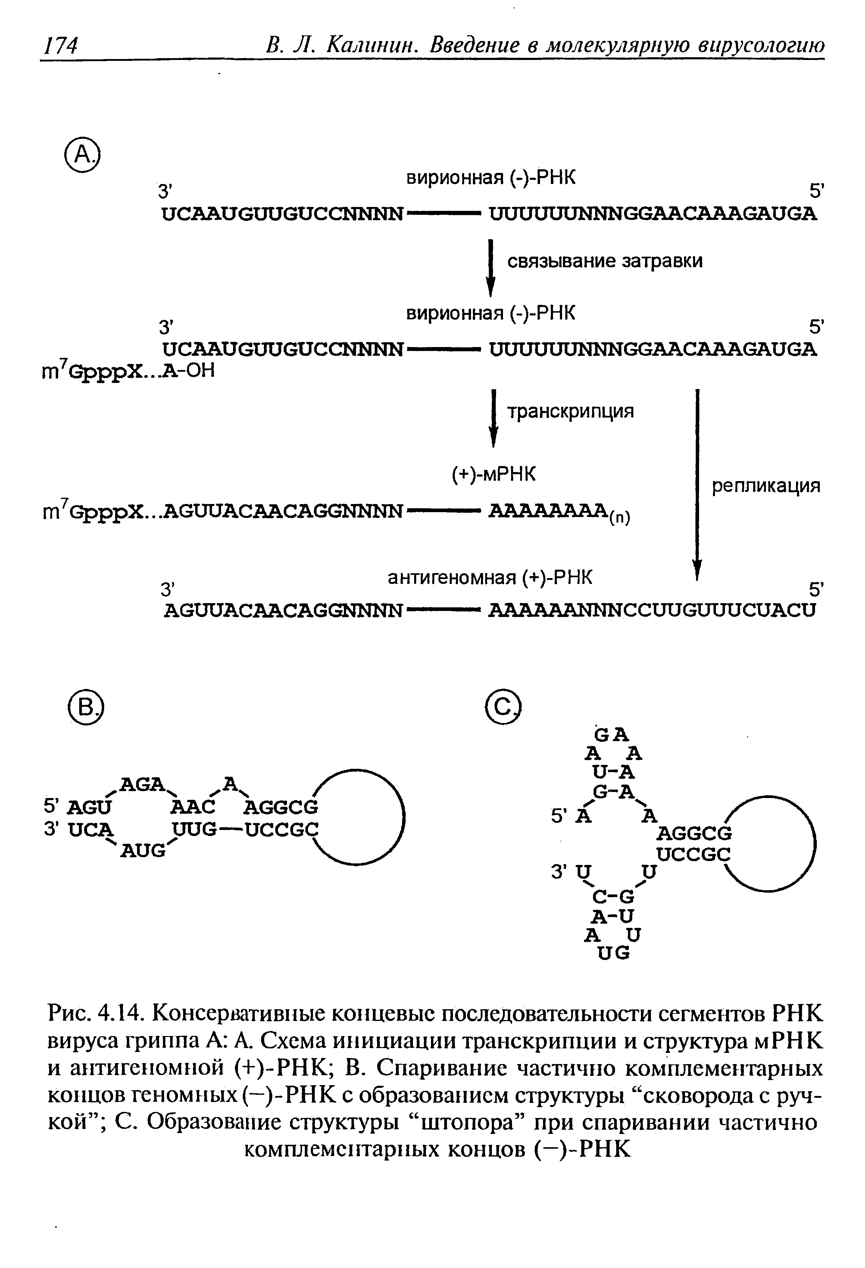 Рис. 4.14. Консервативные концевые последовательности сегментов РНК вируса гриппа А А. Схема инициации транскрипции и структура мРНК и антигеномной (+)-РНК В. Спаривание частично комплементарных концов геномных (-)-РНК с образованием структуры сковорода с ручкой С. Образование структуры штопора при спаривании частично комплементарных концов (-)-РНК...