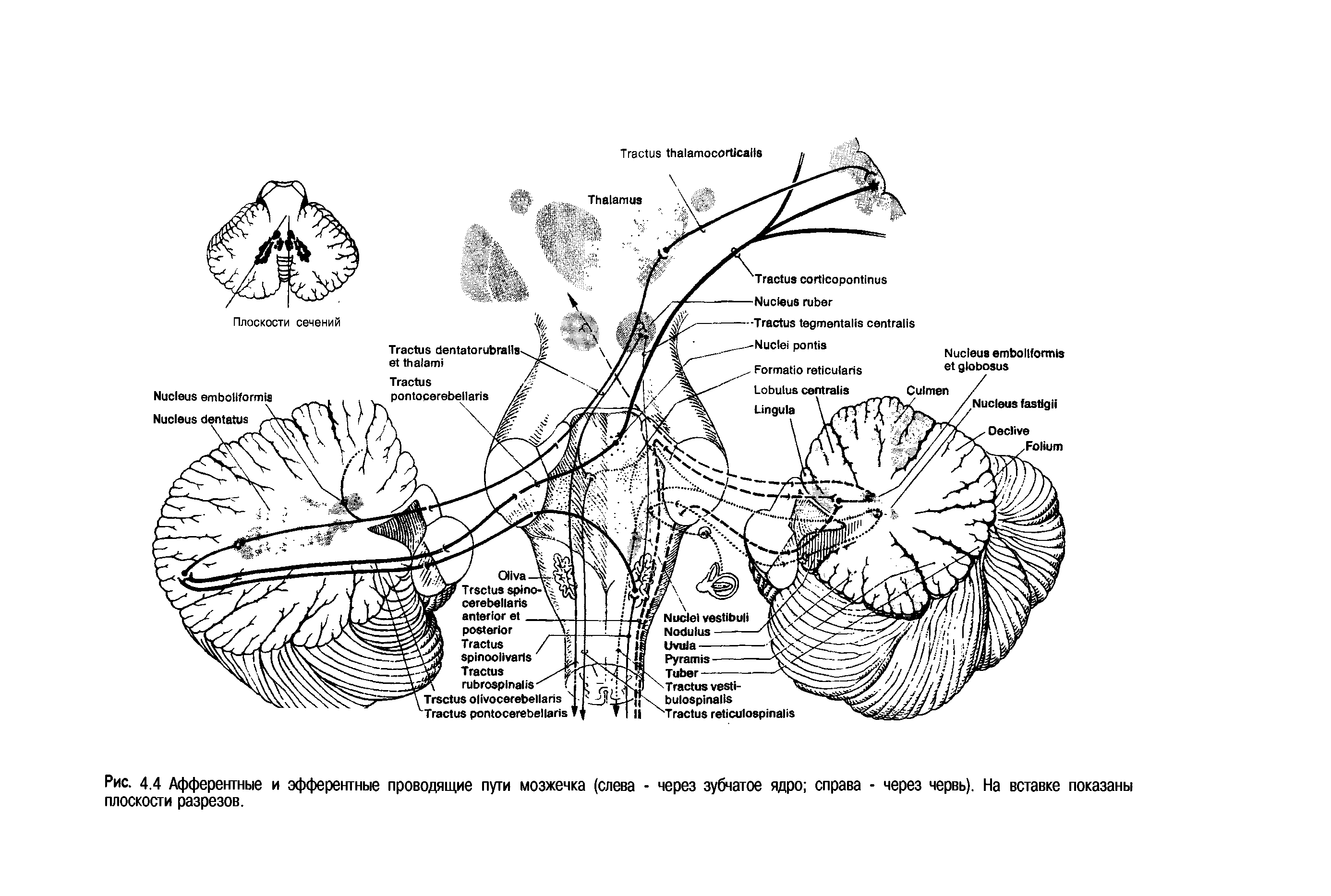 Рис. 4.4 Афферентные и эфферентные проводящие пути мозжечка (слева - через зубчатое ядро справа - через червь). На вставке показаны плоскости разрезов.