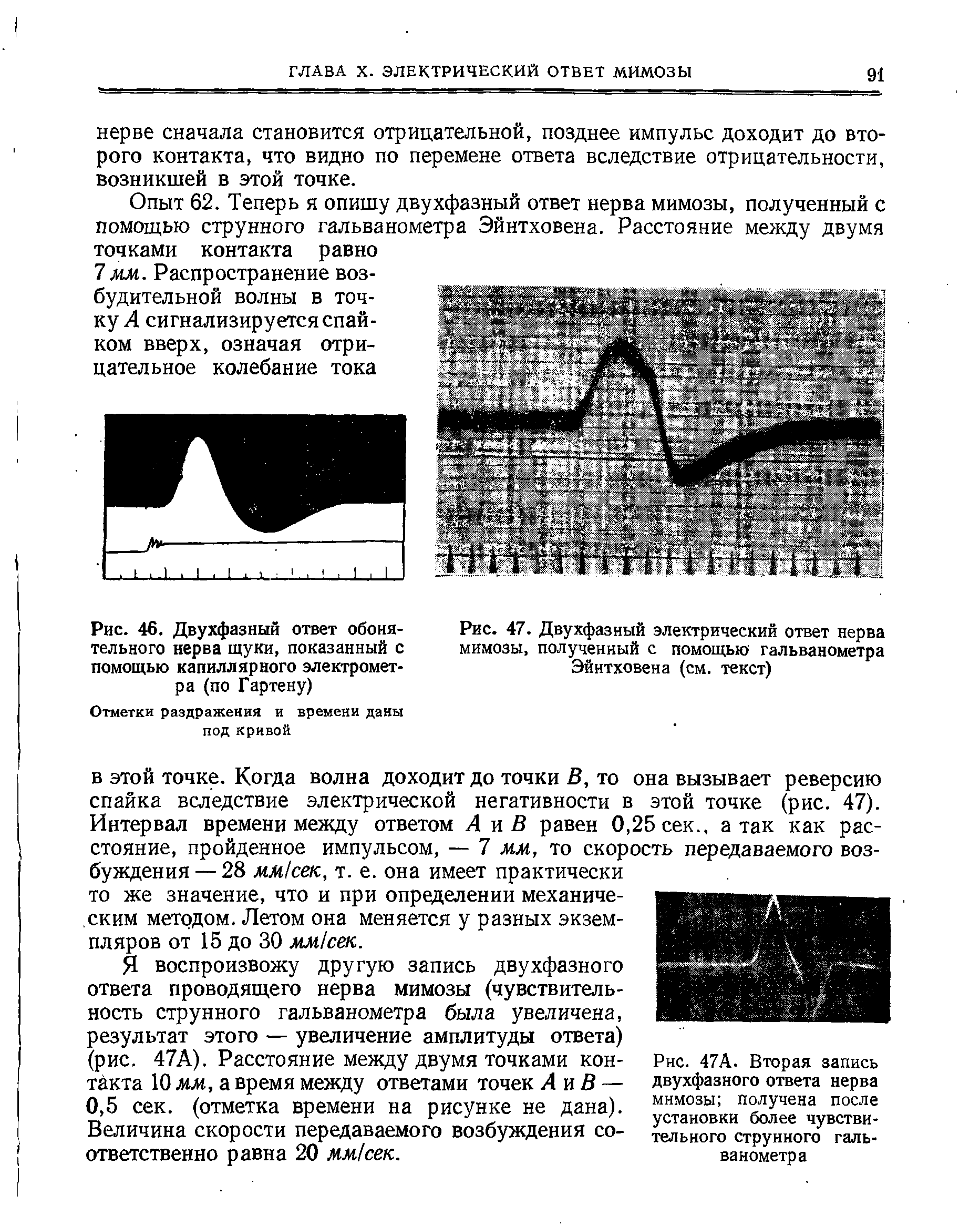 Рис. 47. Двухфазный электрический ответ нерва мимозы, полученный с помощью гальванометра Эйнтховена (см. текст)...