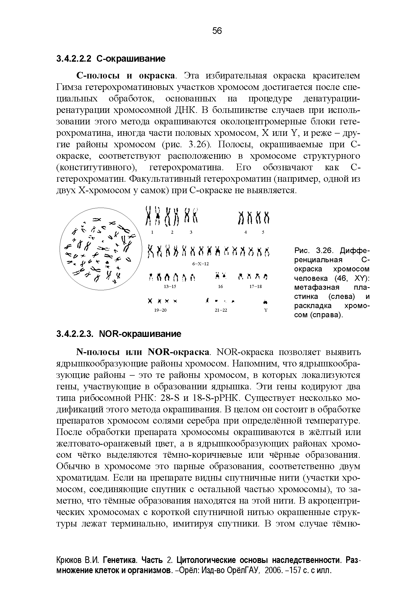 Рис. 3.26. Дифференциальная С-окраска хромосом человека (46, ХУ) метафазная пластинка (слева) и раскладка хромосом (справа).