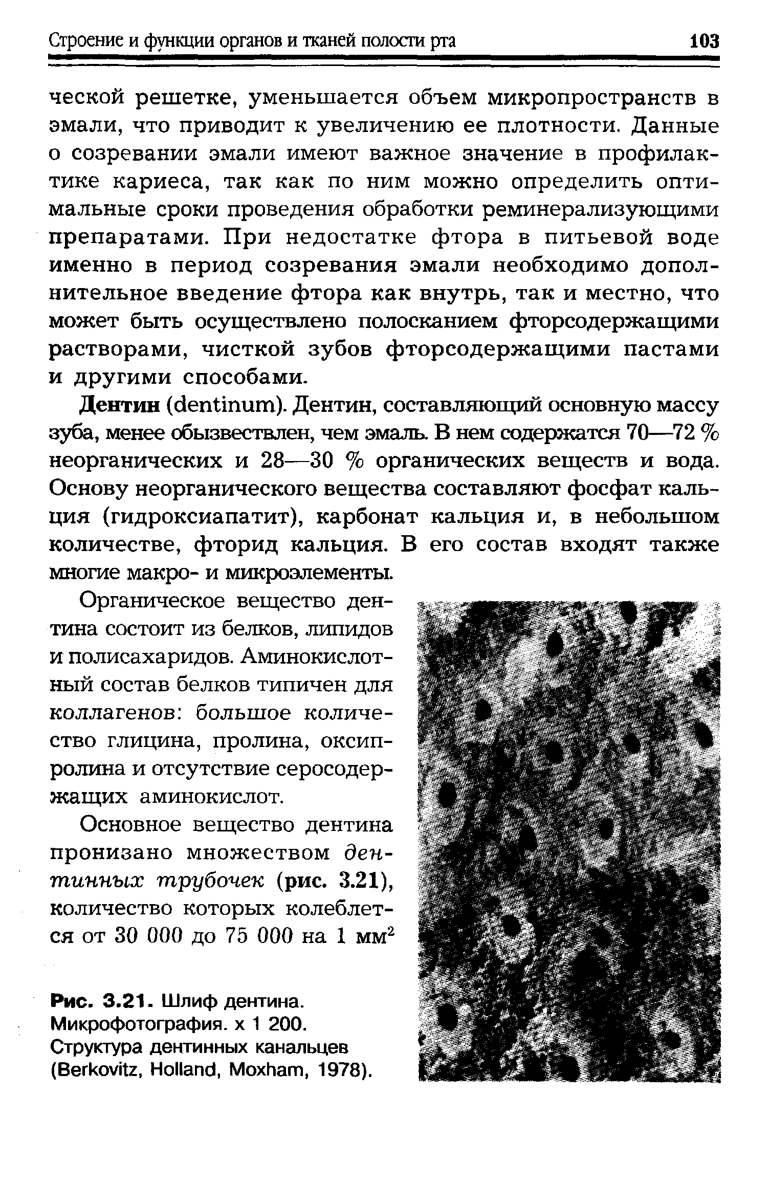 Рис. 3.21. Шлиф дентина. Микрофотография, х 1 200. Структура дентинных канальцев (B , H , M , 1978).