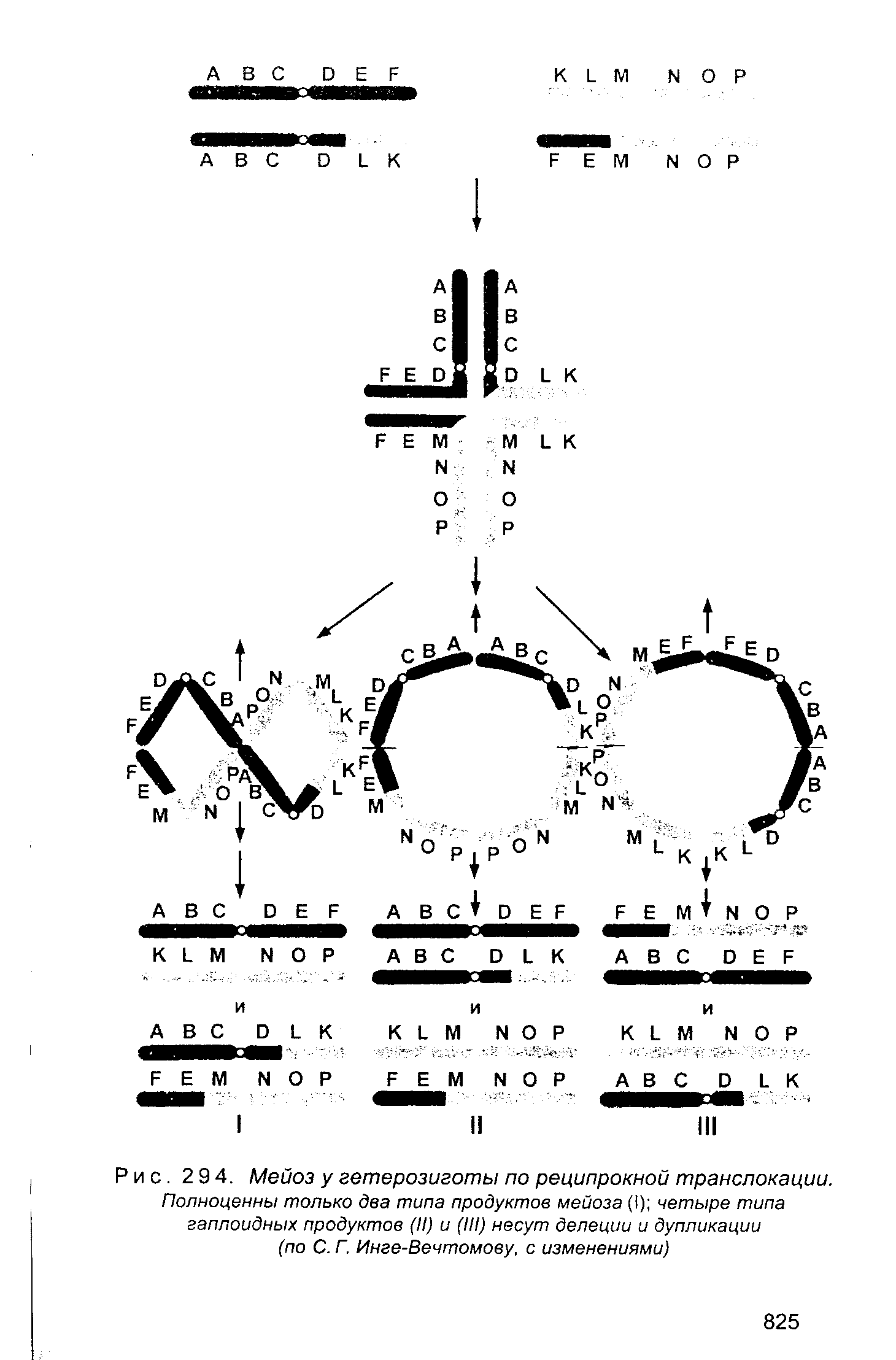 Рис. 2 9 4. Мейоз у гетерозиготы по реципрокной транслокации. Полноценны только два типа продуктов мейоза (I) четыре типа гаплоидных продуктов (II) и (III) несут делении и дупликации (по С. Г. Инге-Вечтомову, с изменениями)...