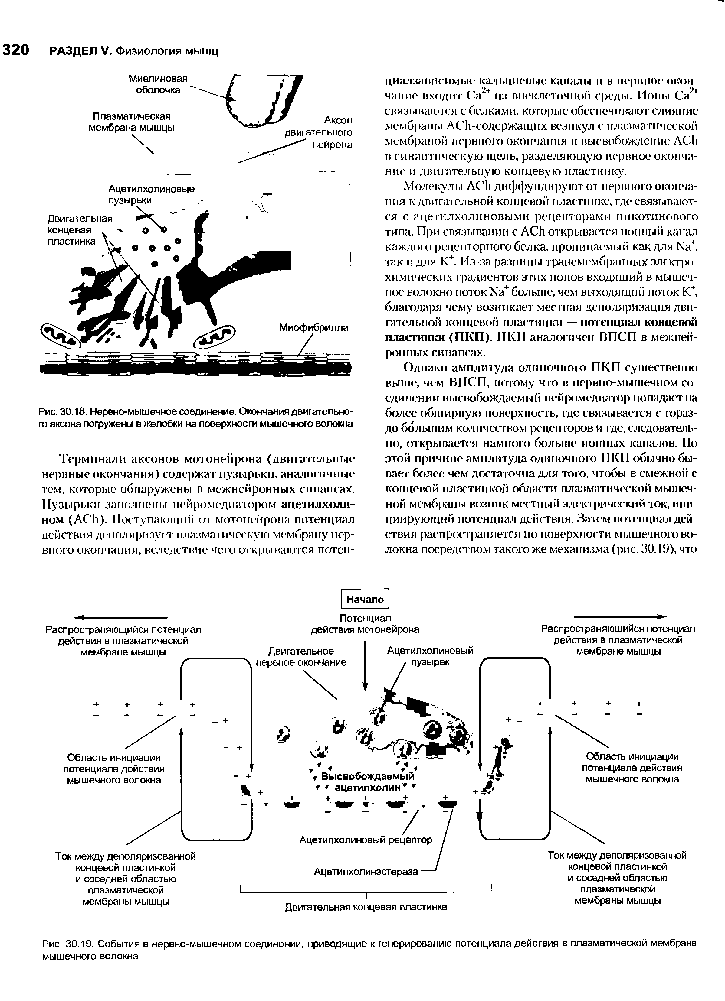 Рис. 30.18. Нервно-мышечное соединение. Окончания двигательного аксона погружены в желобки на поверхности мышечного волокна...