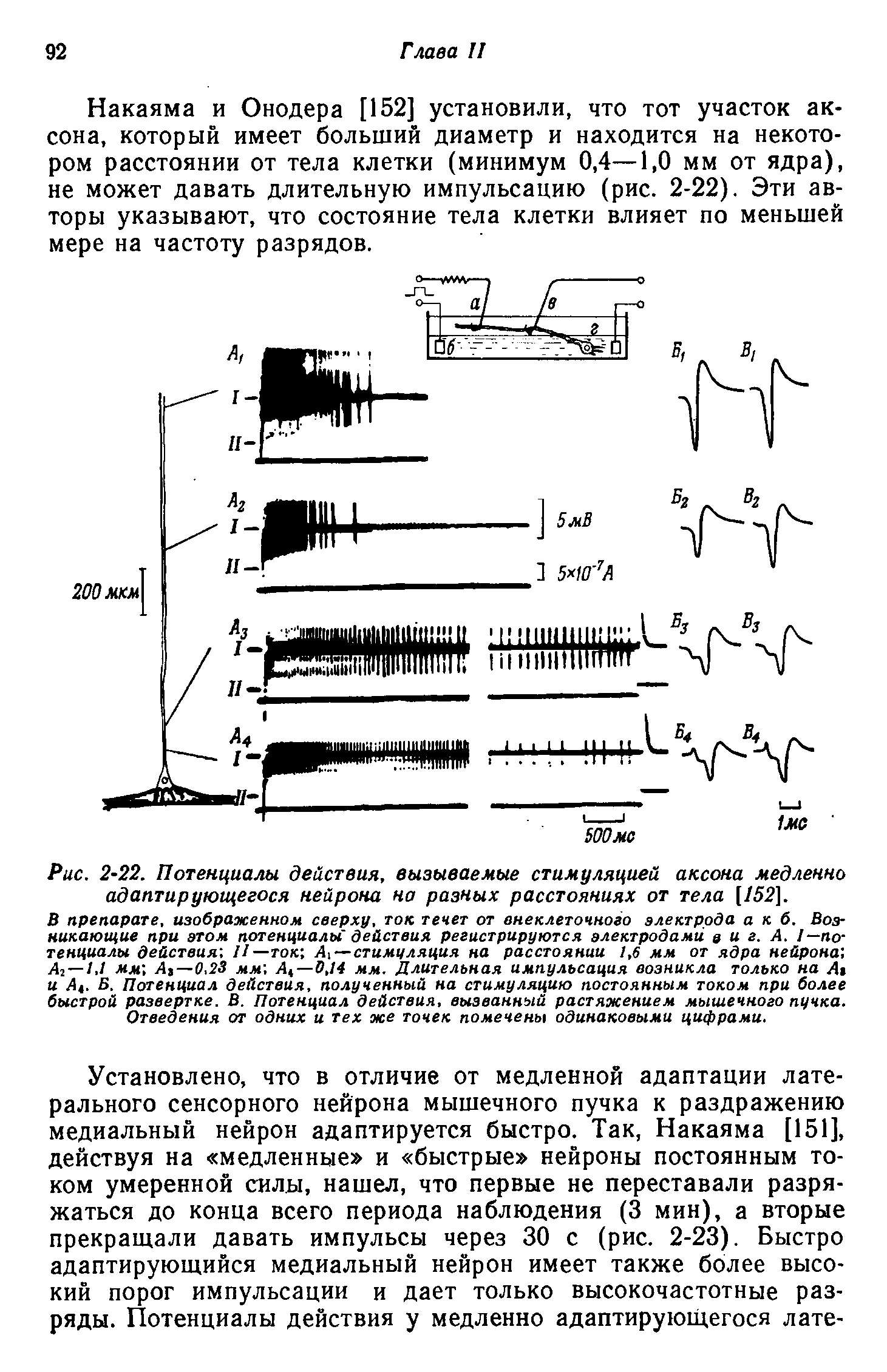 Рис. 2-22. Потенциалы действия, вызываемые стимуляцией аксона медленно адаптирующегося нейрона на разных расстояниях от тела [152].