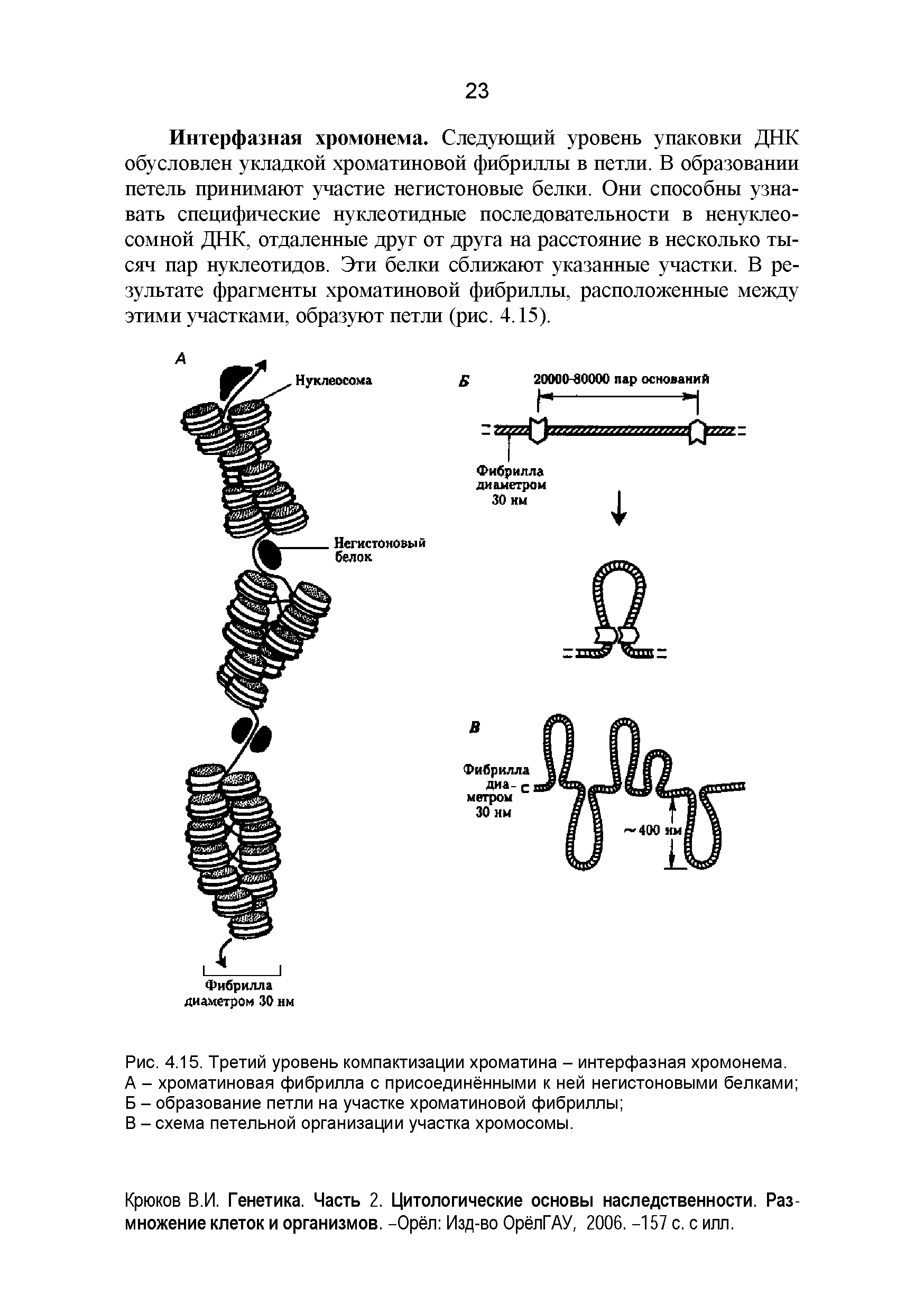 Рис. 4.15. Третий уровень компактизации хроматина - интерфазная хромонема. А - хроматиновая фибрилла с присоединёнными к ней негистоновыми белками Б - образование петли на участке хроматиновой фибриллы ...
