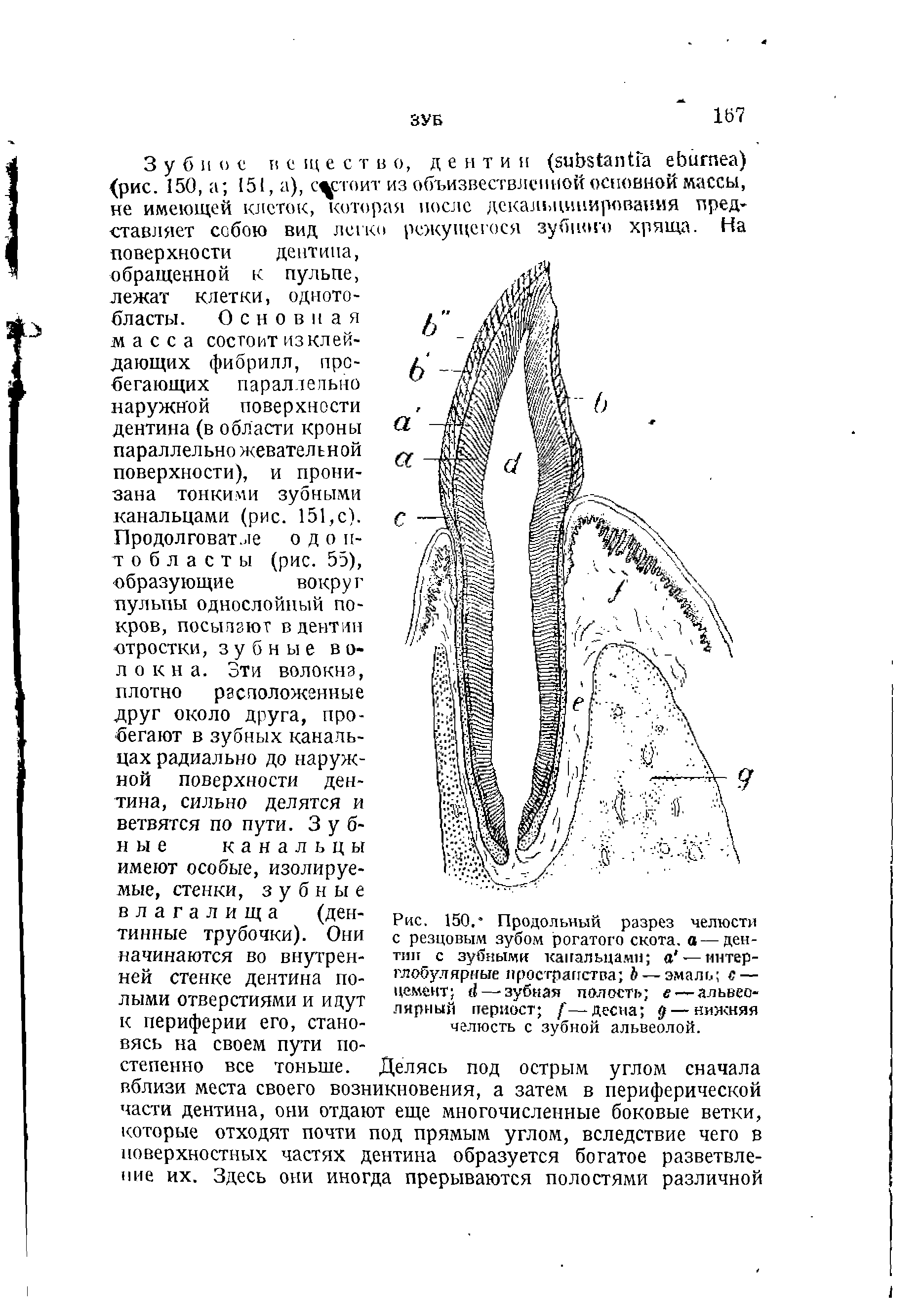Рис. 150. Продольный разрез челюсти с резцовым зубом рогатого скота, а—дентин с зубными канальцами а —интерглобулярные пространства й— эмаль с — цемент 4—-зубная полость е — альвеолярный периост / —десна — нижняя челюсть с зубной альвеолой.