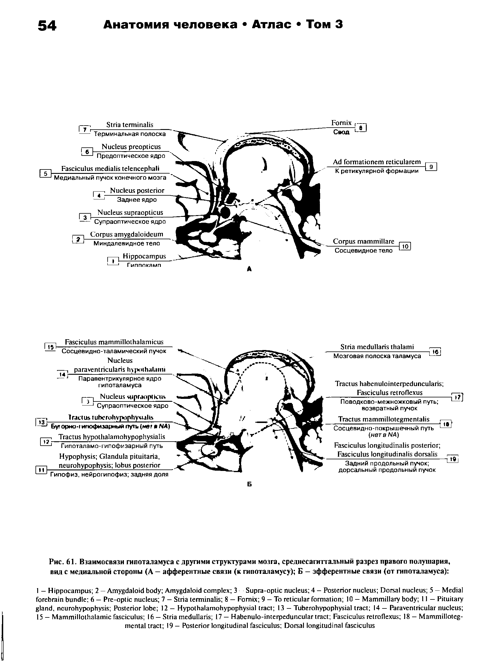 Рис. 61. Взаимосвязи гипоталамуса с другими структурами мозга, среднесагиттальный разрез правого полушария, вид с медиальной стороны (А — афферентные связи (к гипоталамусу) Б — эфферентные связи (от гипоталамуса) ...
