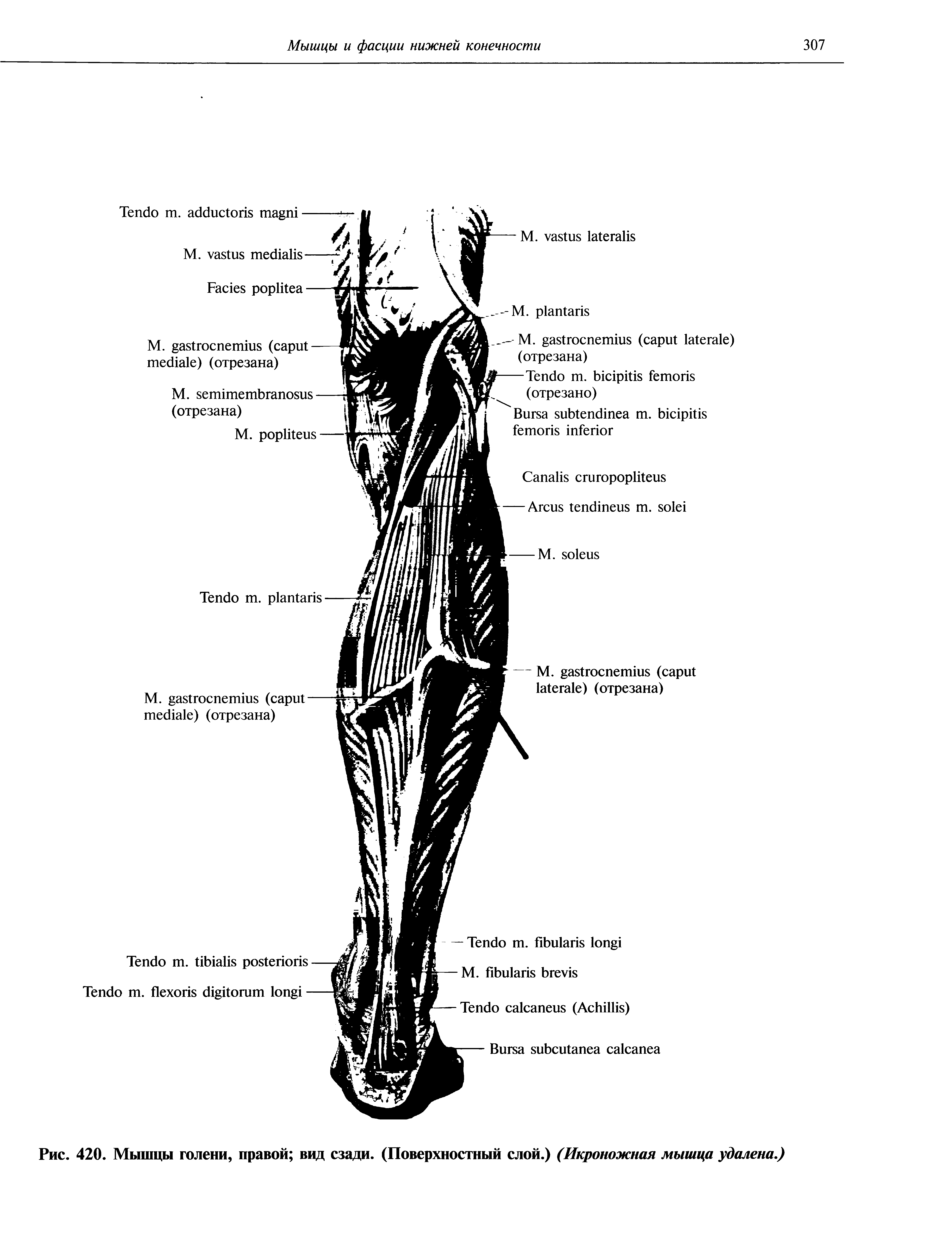 Рис. 420. Мышцы голени, правой вид сзади. (Поверхностный слой.) (Икроножная мышца удалена.)...