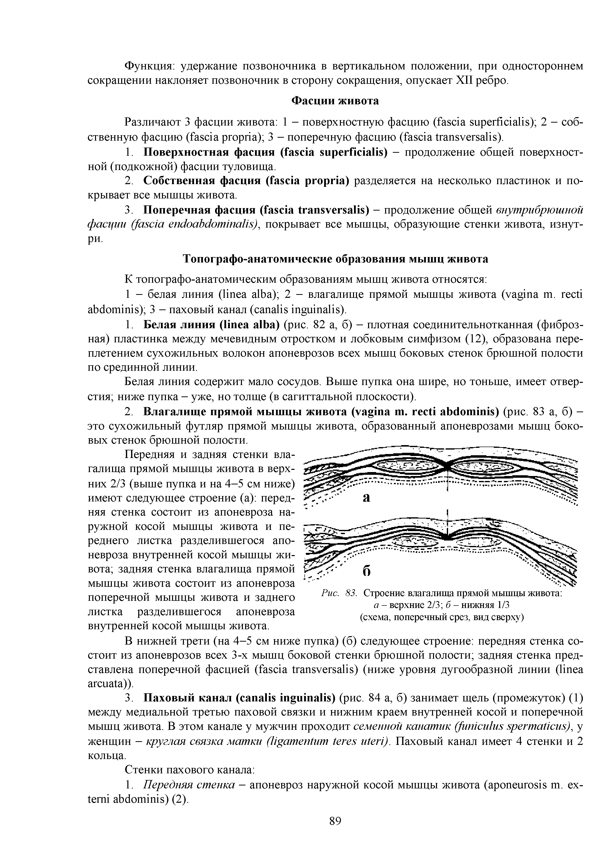 Рис. 83. Строение влагалища прямой мышцы живота а - верхние 2/3 б - нижняя 1/3 (схема, поперечный срез, вид сверху)...