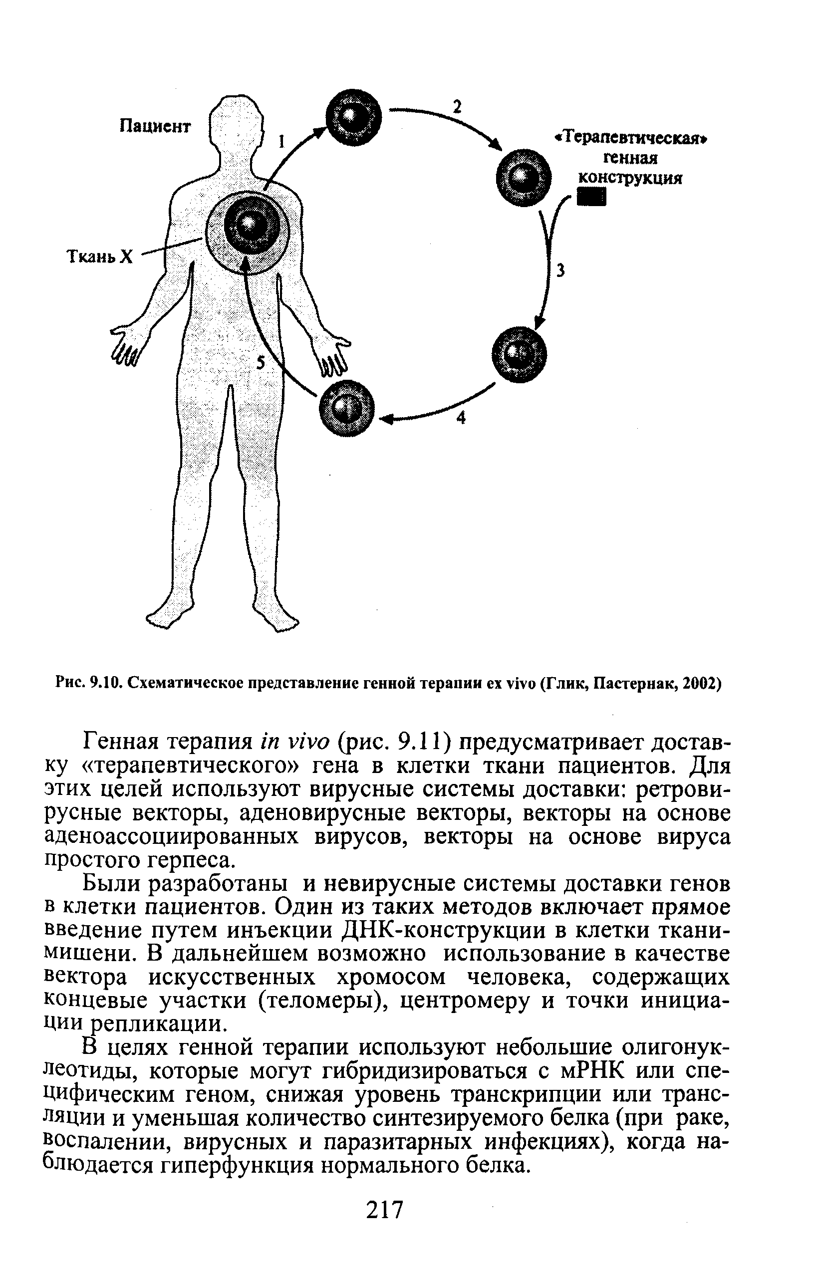 Рис. 9.10. Схематическое представление генной терапии (Глик, Пастернак, 2002)...