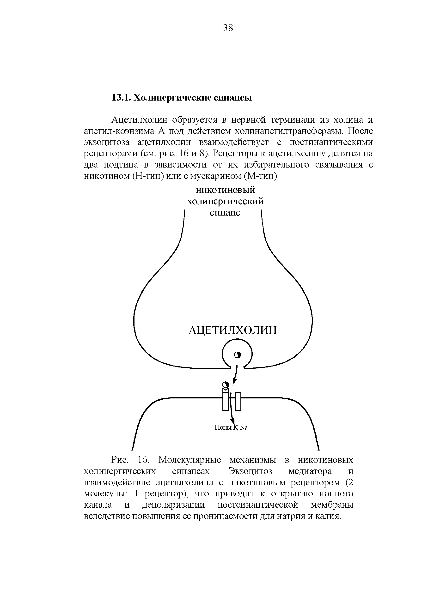Рис. 16. Молекулярные механизмы в никотиновых холинергических синапсах. Экзоцитоз медиатора и взаимодействие ацетилхолина с никотиновым рецептором (2 молекулы 1 рецептор), что приводит к открытию ионного канала и деполяризации постсинаптической мембраны вследствие повышения ее проницаемости для натрия и калия.