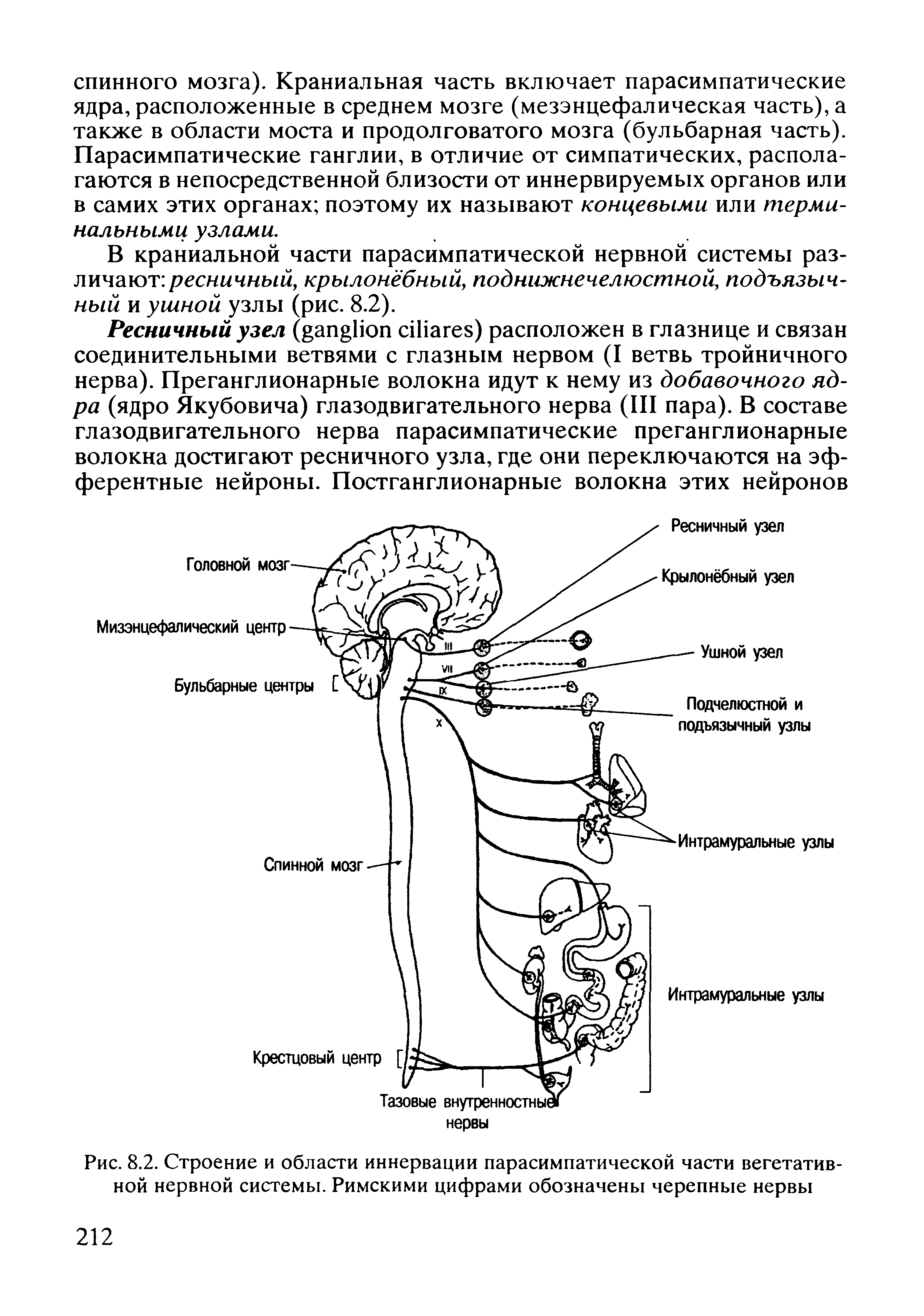Рис. 8.2. Строение и области иннервации парасимпатической части вегетативной нервной системы. Римскими цифрами обозначены черепные нервы...
