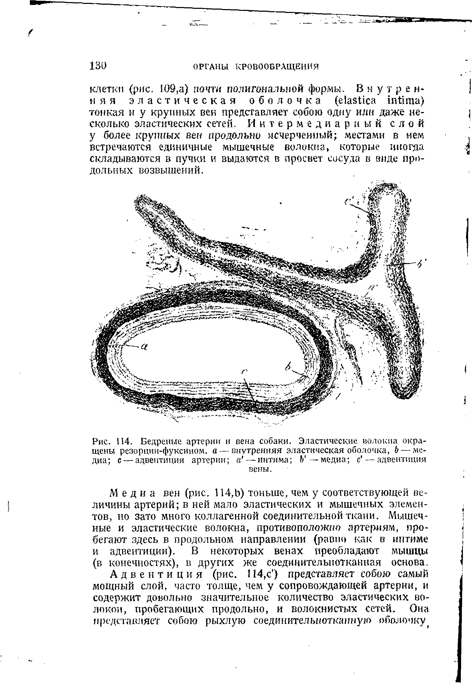 Рис. 114. Бедреные артерии и вена собаки. Эластические волокна окра-щены резорцин-фуксином. а — внутренняя эластическая оболочка, Ь — медиа с — адвентиция артерии а —интима Ь —медиа с —адвентиция вены.