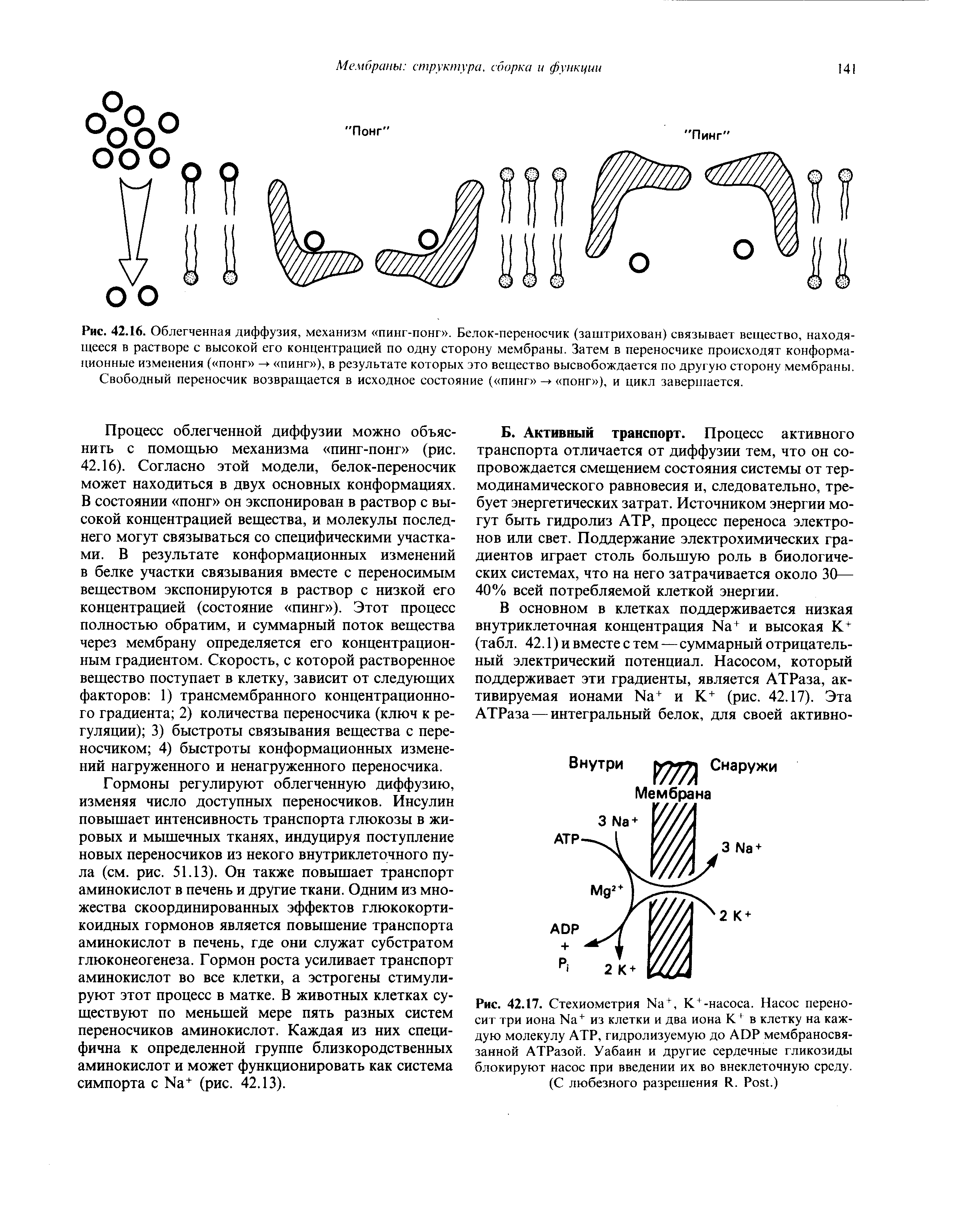 Рис. 42.17. Стехиометрия N , К -насоса. Насос переносит три иона N + из клетки и два иона К в клетку на каждую молекулу АТР, гидролизуемую до ADP мембраносвязанной АТРазой. Уабаин и другие сердечные гликозиды блокируют насос при введении их во внеклеточную среду.