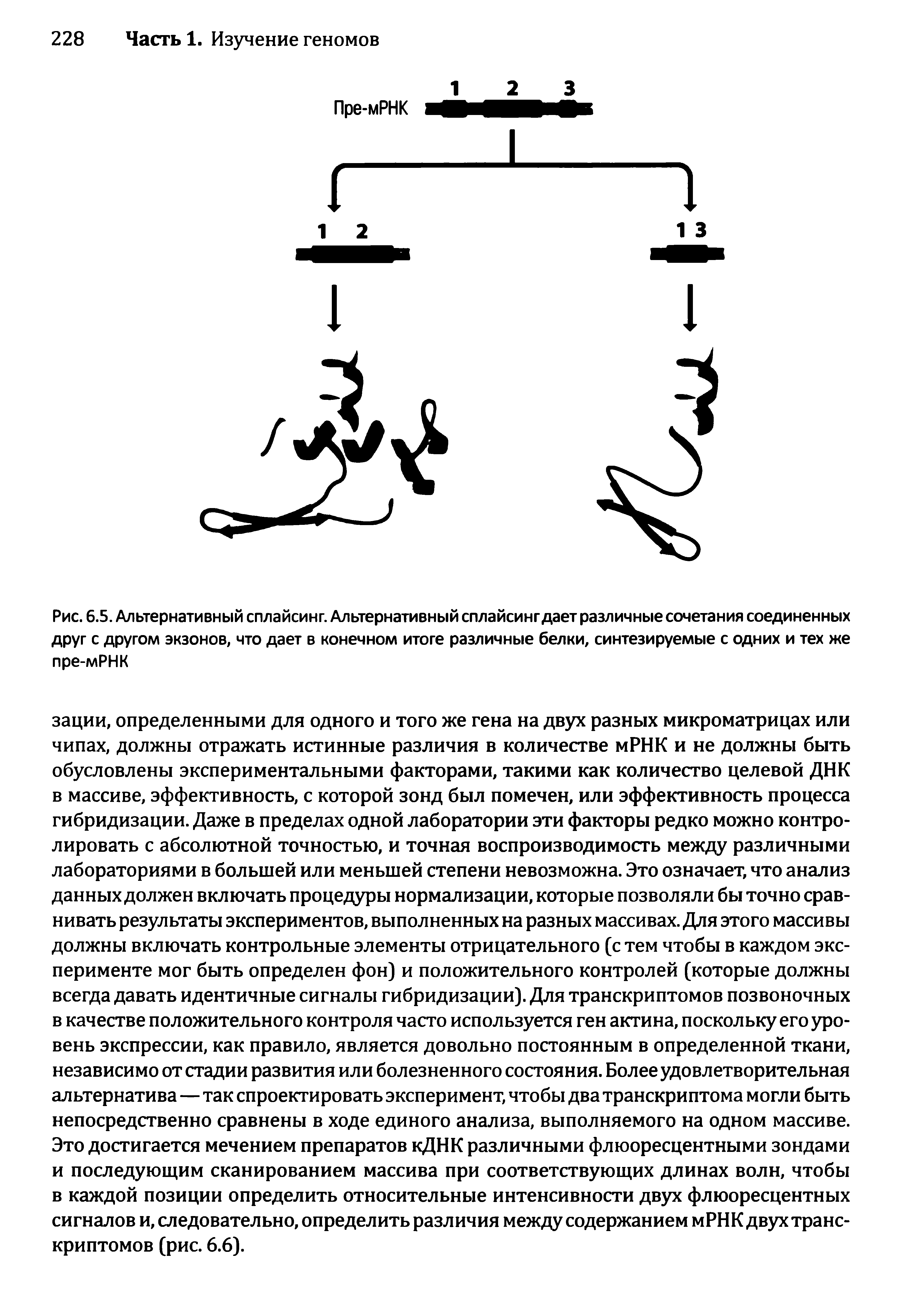 Рис. 6.5. Альтернативный сплайсинг. Альтернативный сплайсинг дает различные сочетания соединенных друг с другом экзонов, что дает в конечном итоге различные белки, синтезируемые с одних и тех же пре-мРНК...