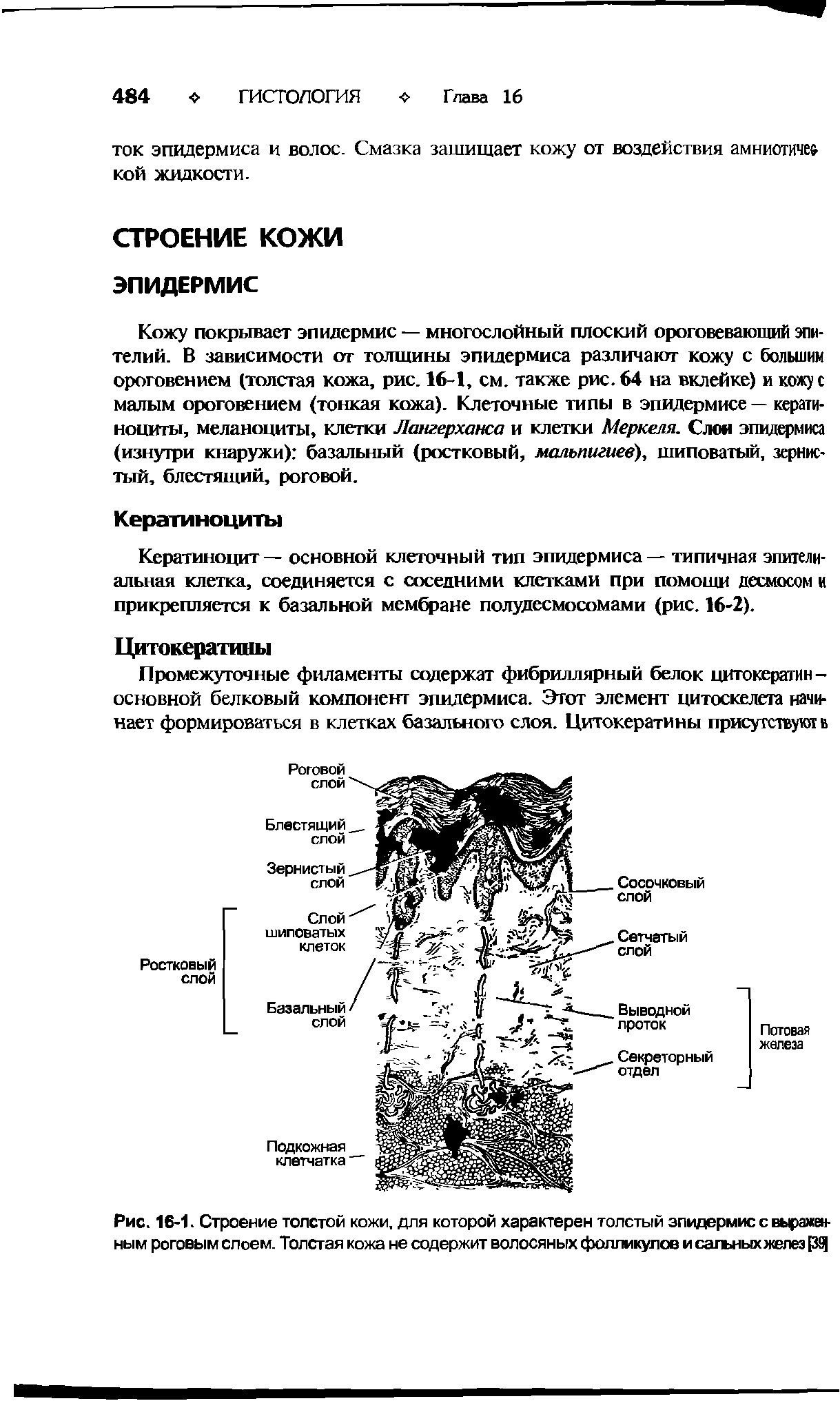 Рис. 16-1. Строение толстой кожи, для которой характерен толстый эпидермис с выраженным роговым слоем. Толстая кожа не содержит волосяных фолликулов и сальных желез [39]...