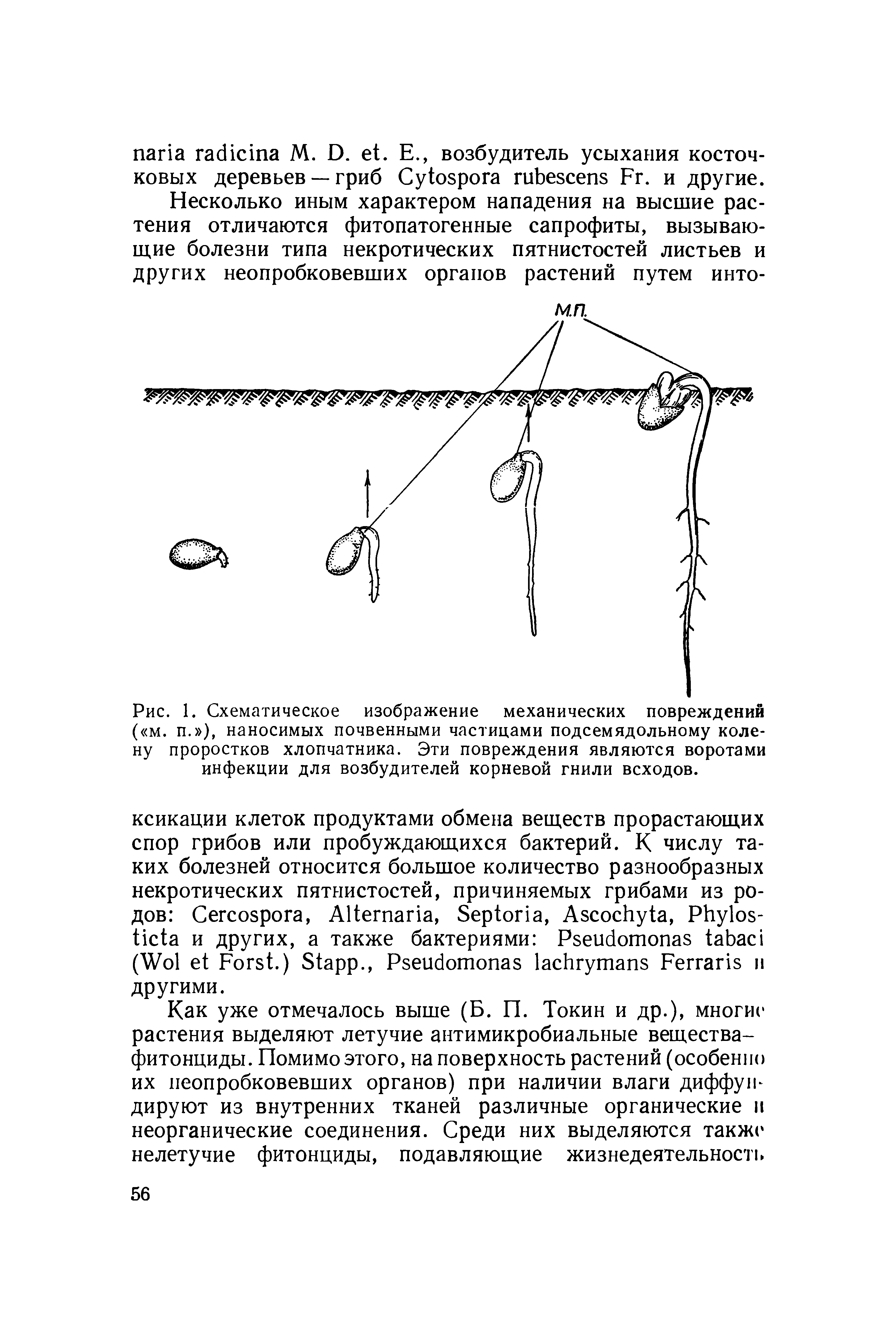 Рис. 1. Схематическое изображение механических повреждений ( м. п. ), наносимых почвенными частицами подсемядольному колену проростков хлопчатника. Эти повреждения являются воротами инфекции для возбудителей корневой гнили всходов.