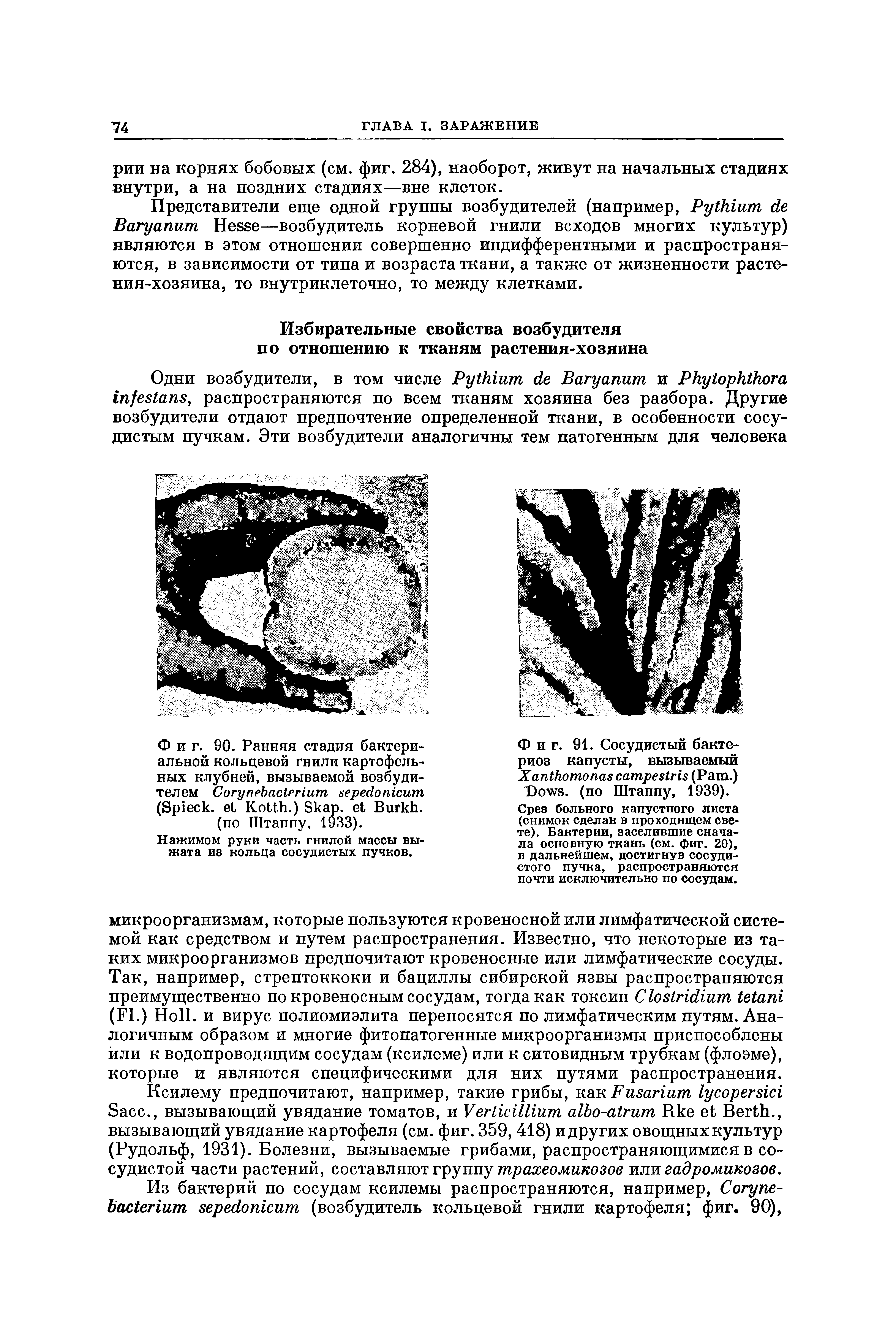 Фиг. 91. Сосудистый бактериоз капусты, вызываемый X (P .) D , (по Штаппу, 1939).