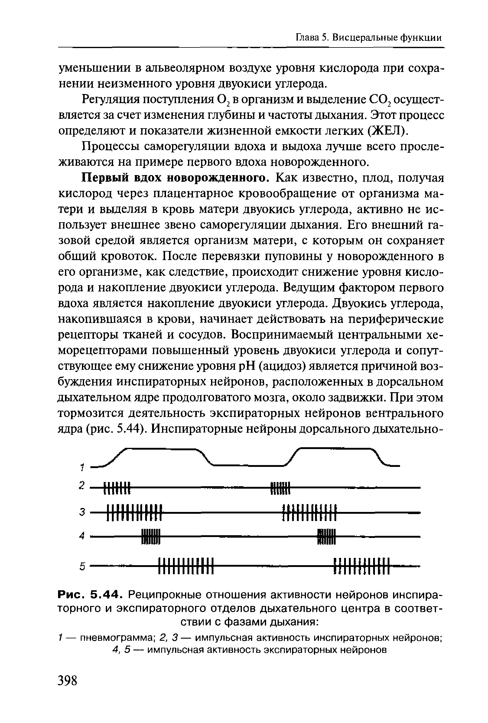 Рис. 5.44. Реципрокные отношения активности нейронов инспираторного и экспираторного отделов дыхательного центра в соответствии с фазами дыхания ...