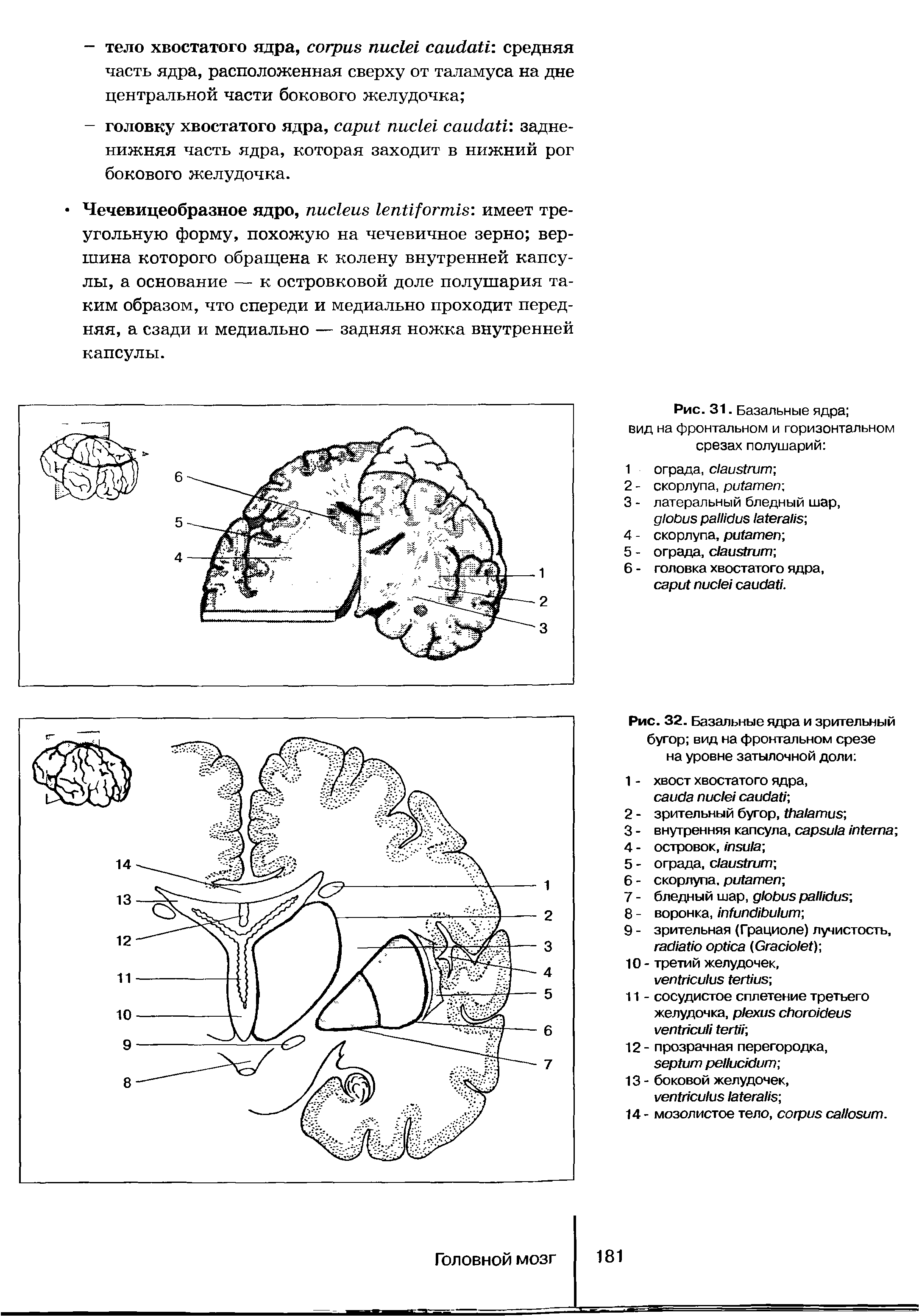 Рис. 32. Базальные ядра и зрительный бугор вид на фронтальном срезе на уровне затылочной доли ...
