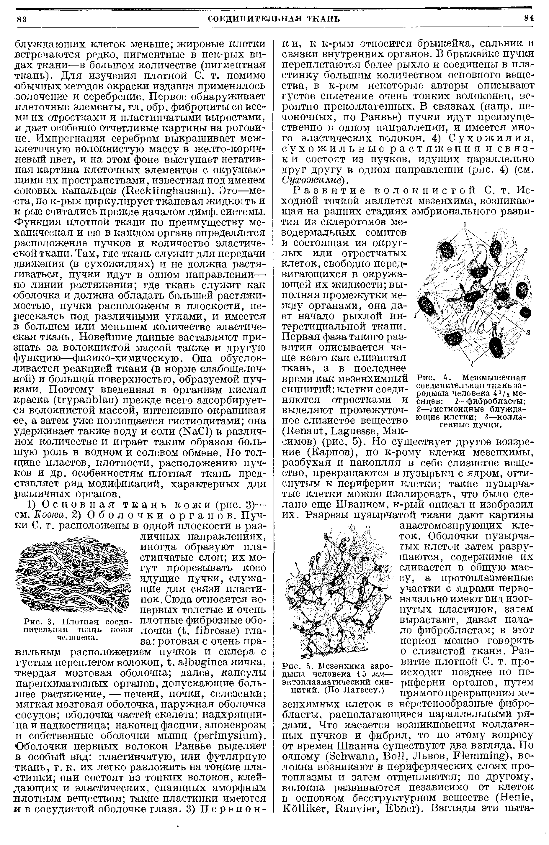 Рис. 4. Межмышечная соединительная ткаиь зародыша человека 4г/2 месяцев 1—фибробласты ...