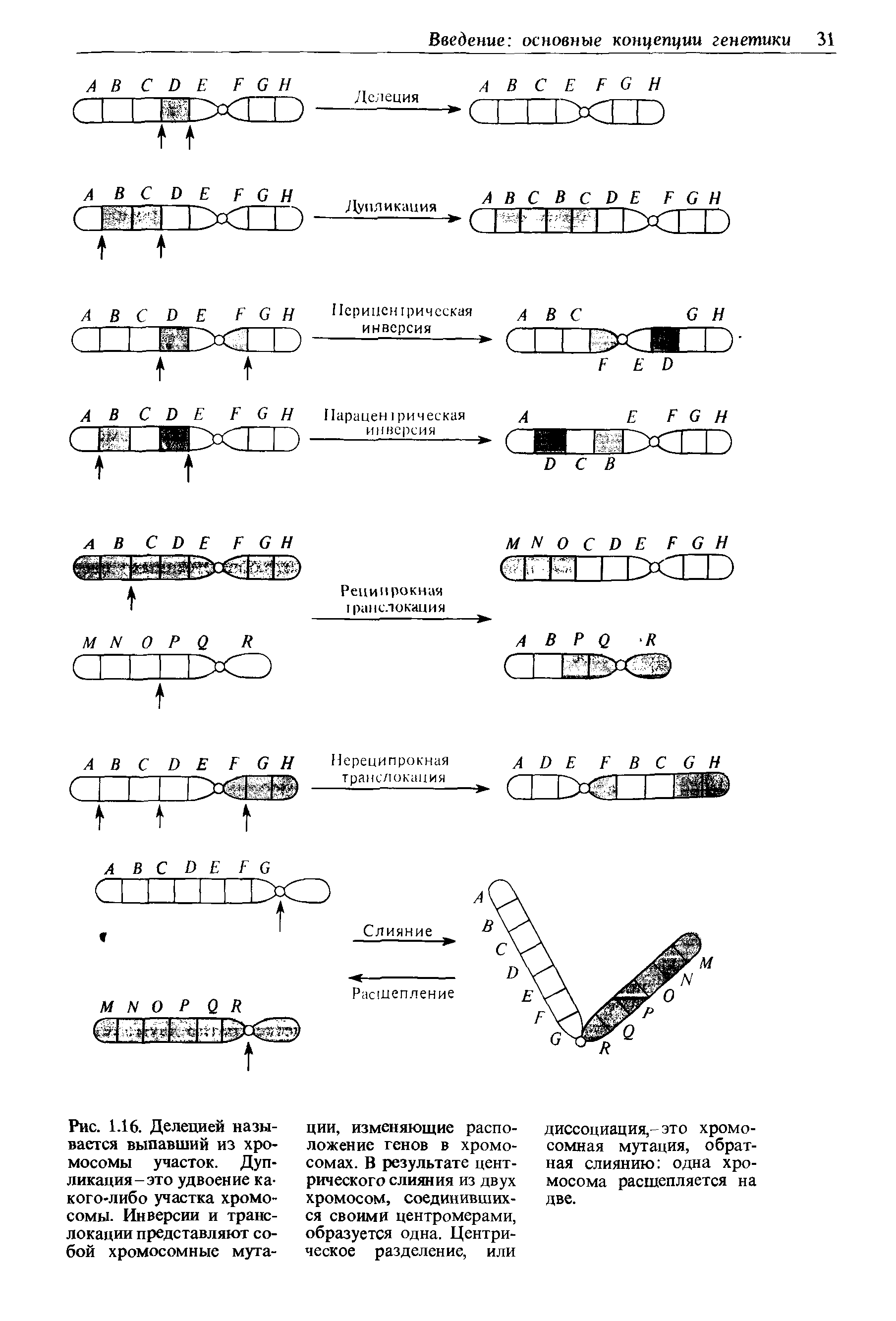 Рис. 1.16. Делецией называется выпавший из хромосомы участок. Дуп-ликация-это удвоение какого-либо участка хромосомы. Инверсии и транслокации представляют собой хромосомные мута...