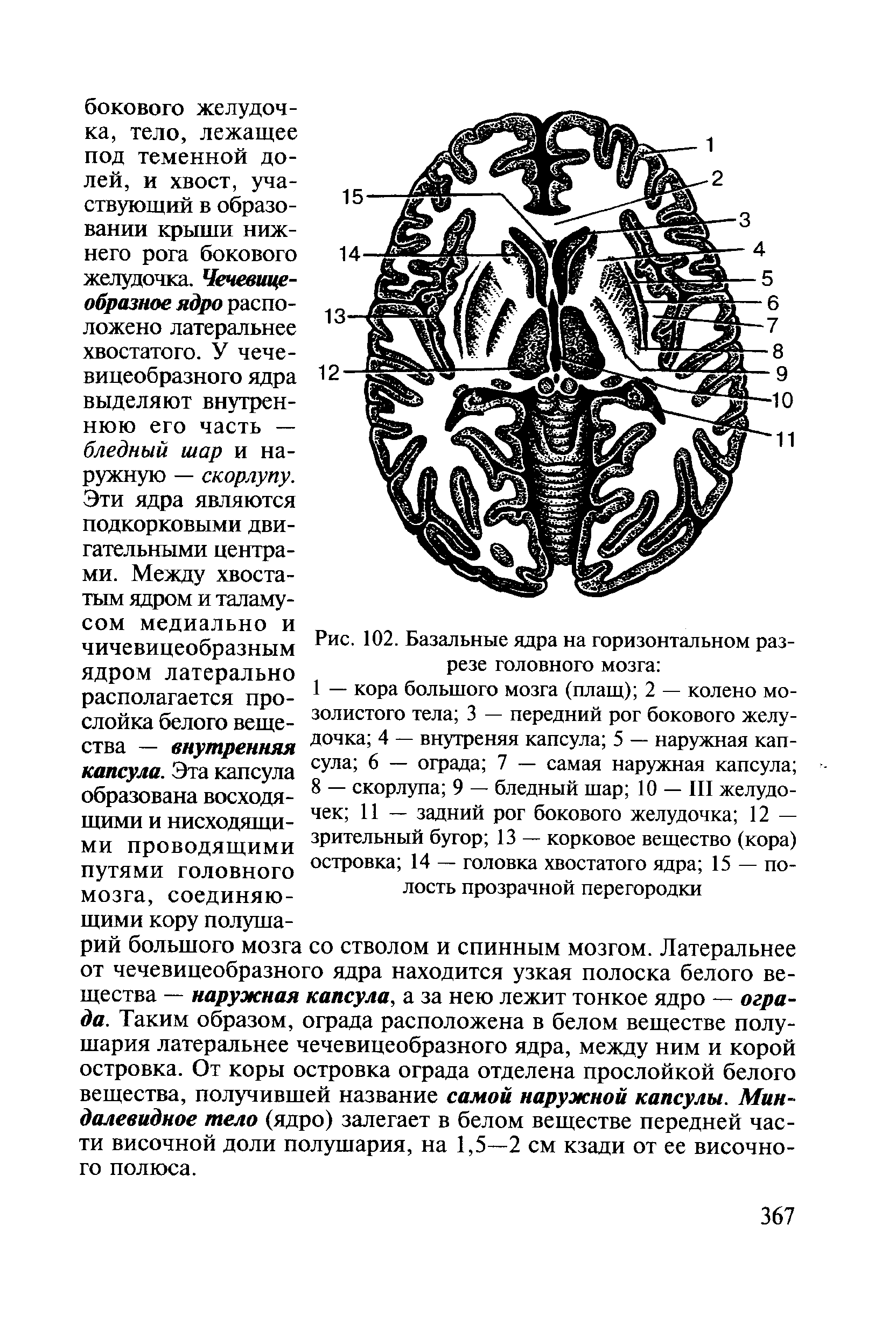 Рис. 102. Базальные ядра на горизонтальном разрезе головного мозга ...