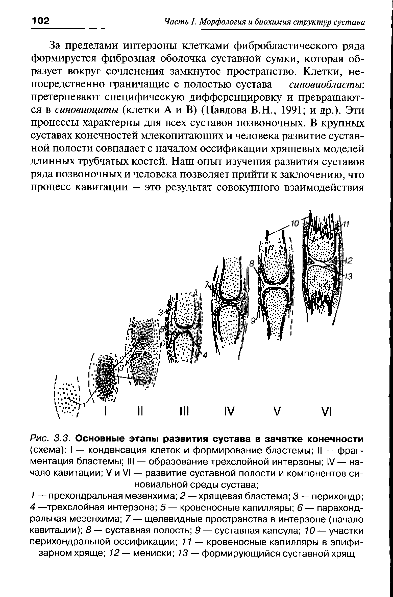 Рис. 3.3. Основные этапы развития сустава в зачатке конечности (схема) I — конденсация клеток и формирование бластемы II — фрагментация бластемы III — образование трехслойной интерзоны IV— начало кавитации V и VI — развитие суставной полости и компонентов синовиальной среды сустава ...